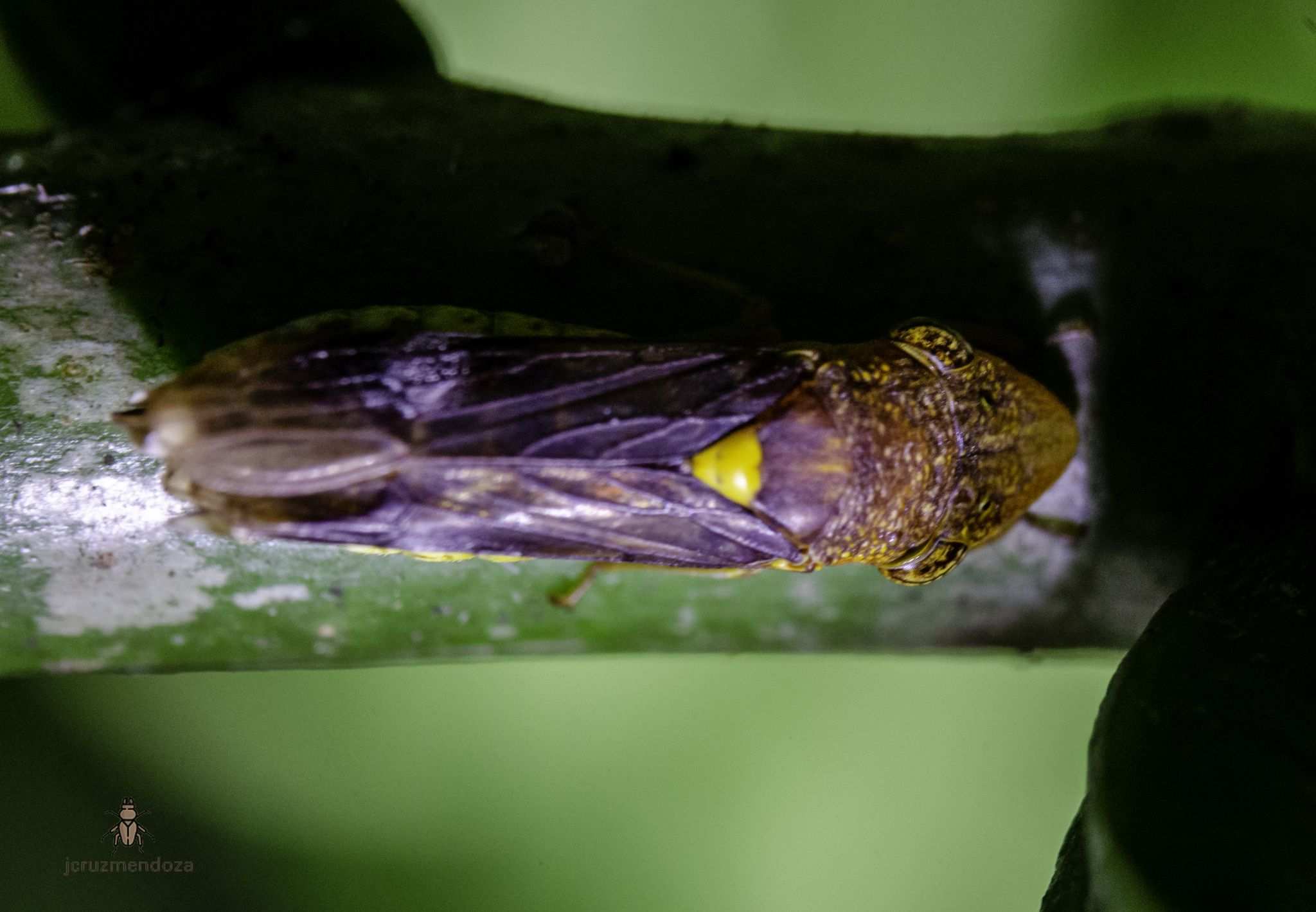 Homalodisca lucernaria