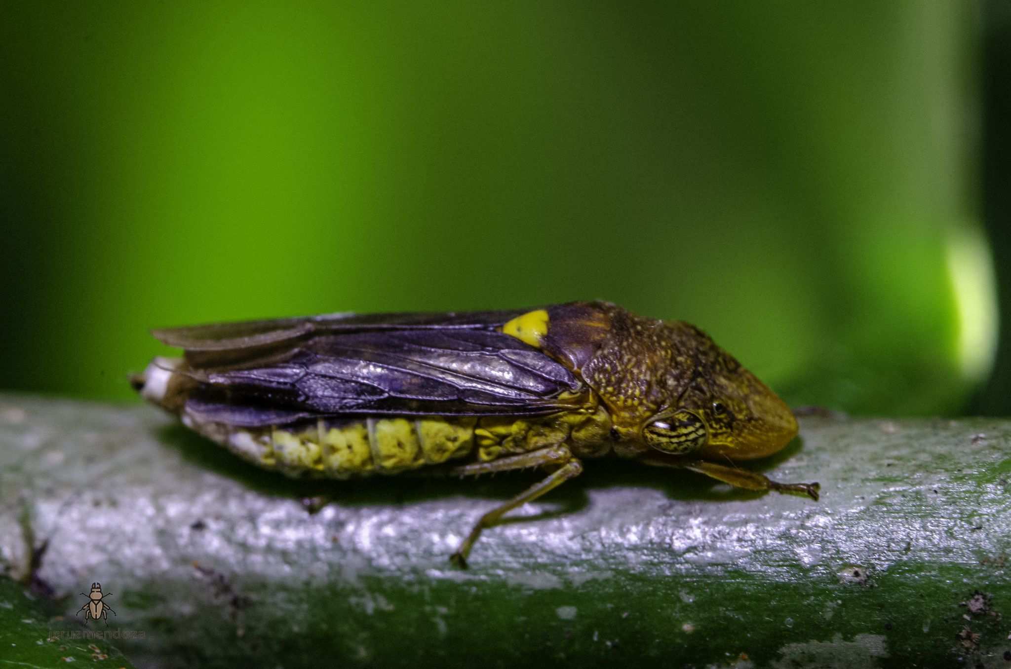 Homalodisca lucernaria