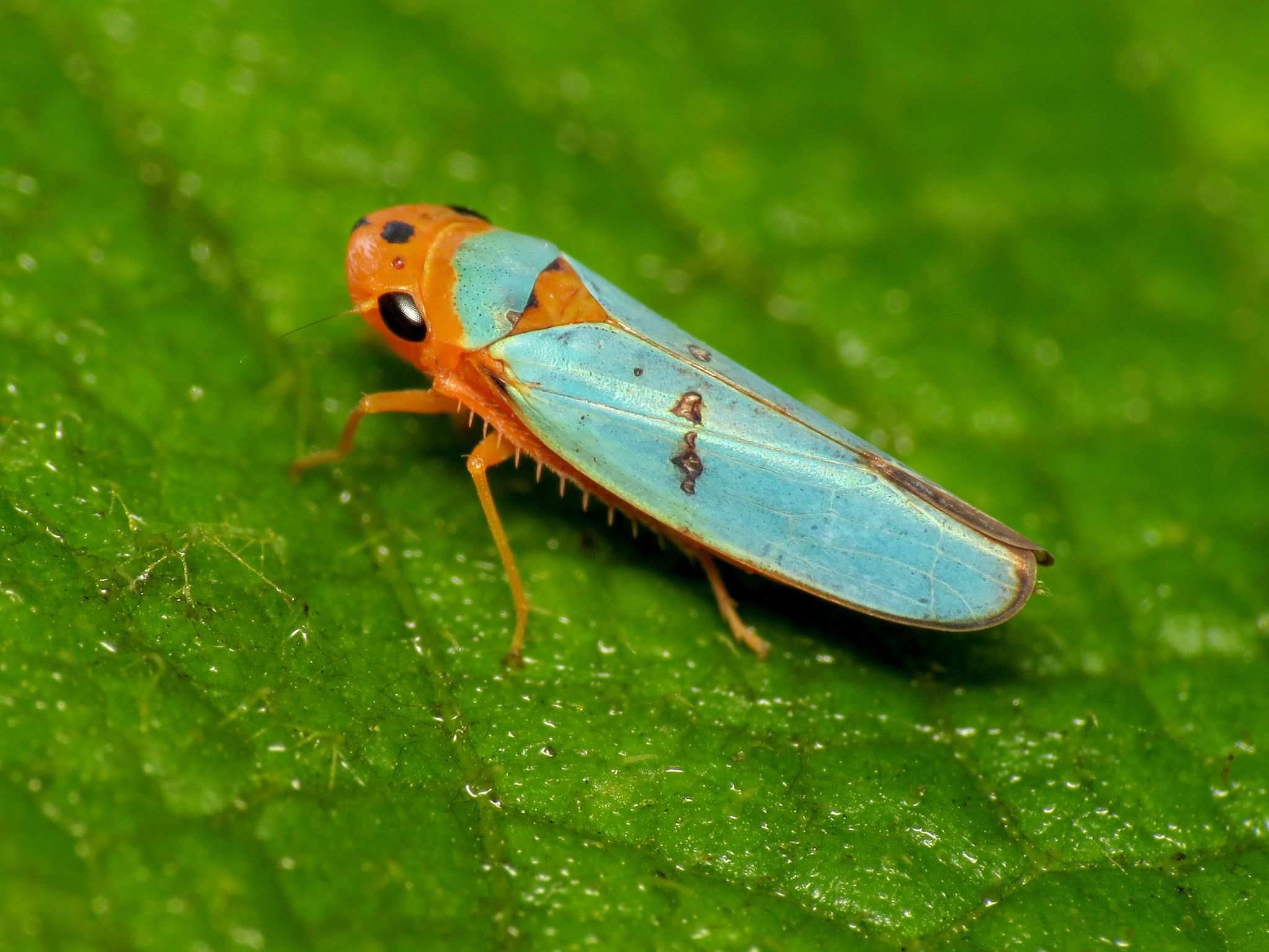 Macunolla ventralis