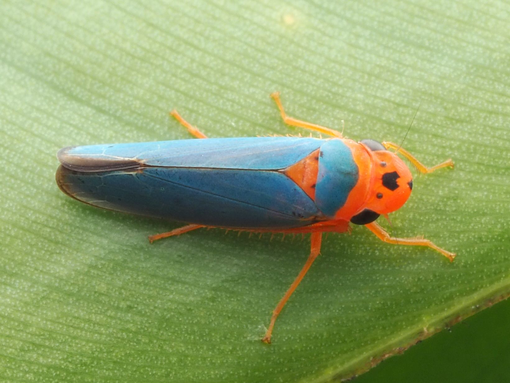 Macunolla ventralis