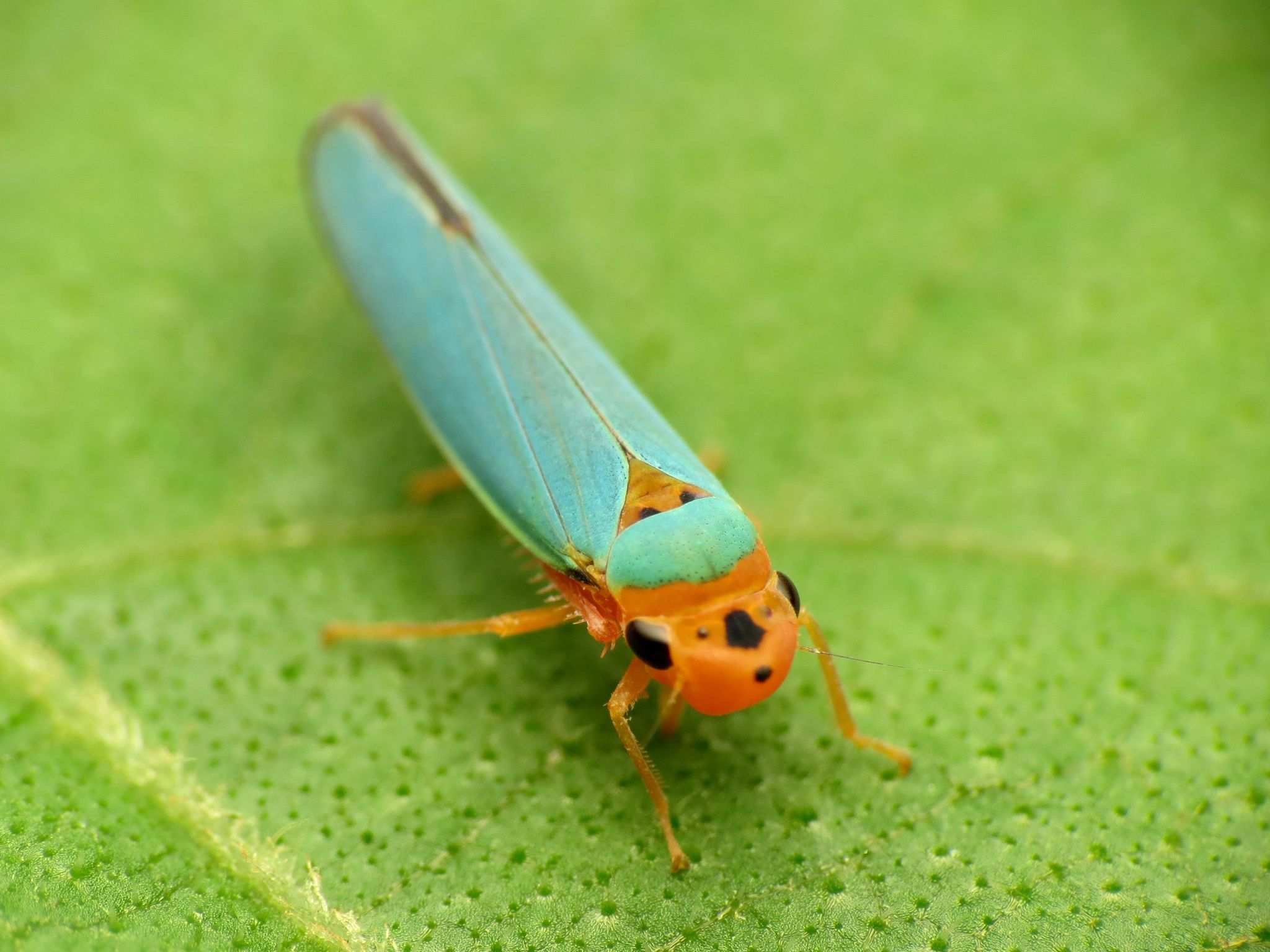Macunolla ventralis