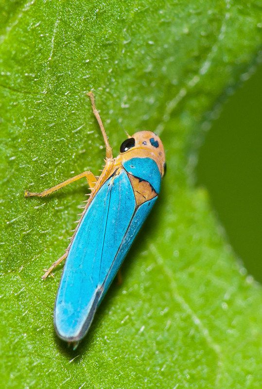 Macunolla ventralis