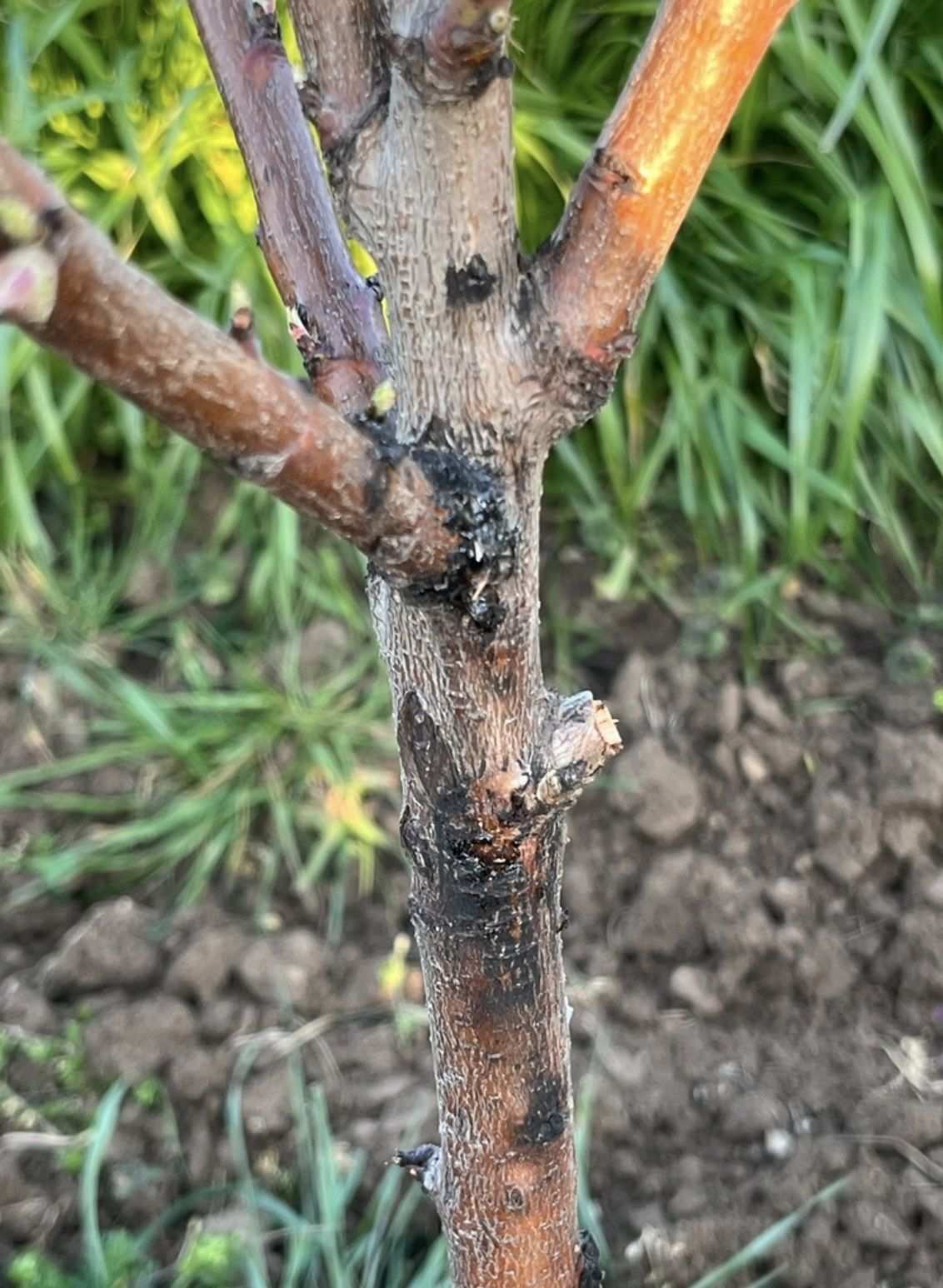 Cytospora leucostoma