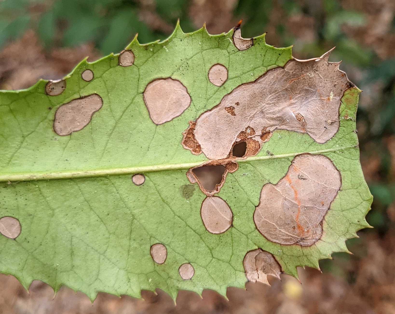 Cytospora leucostoma
