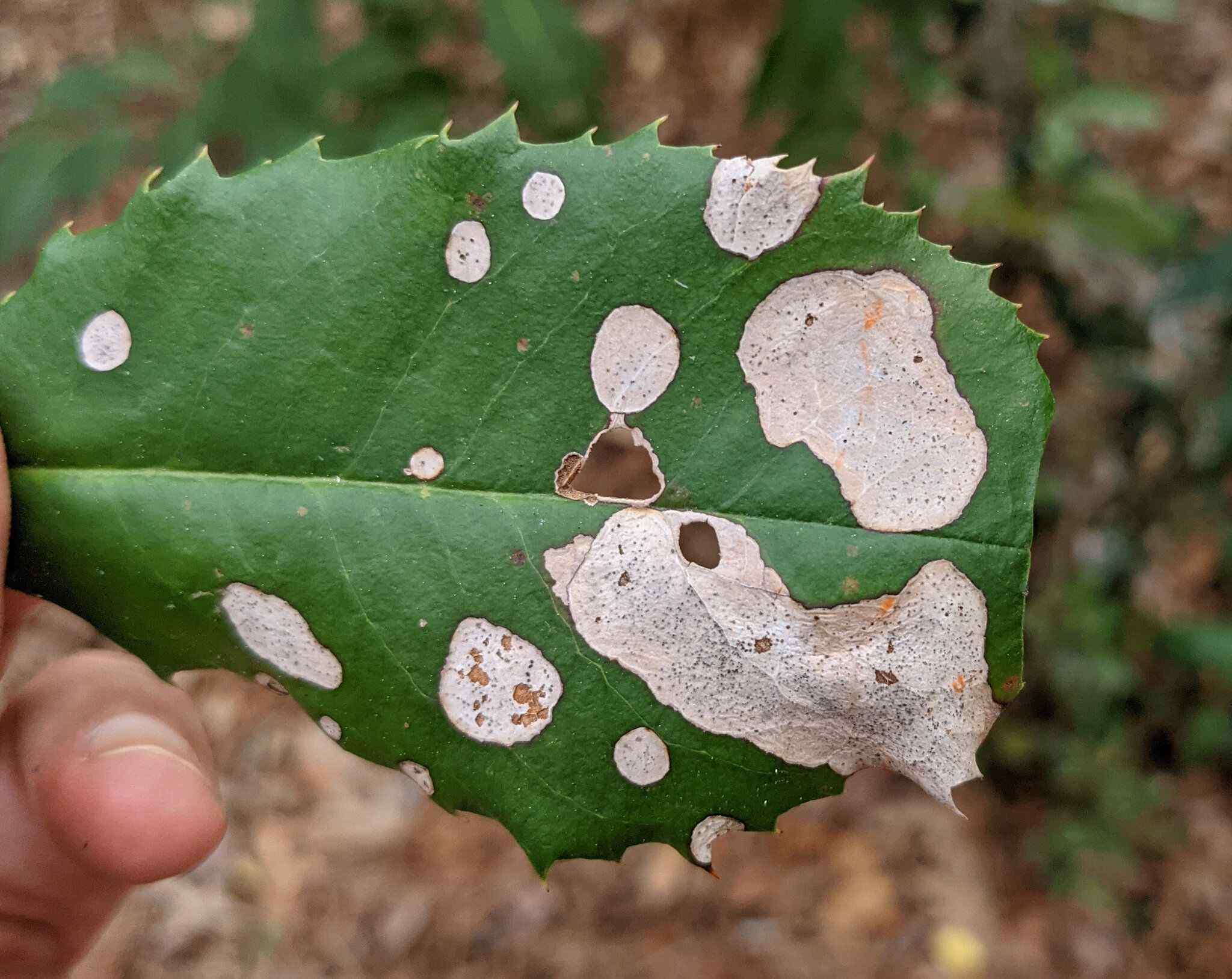 Cytospora leucostoma