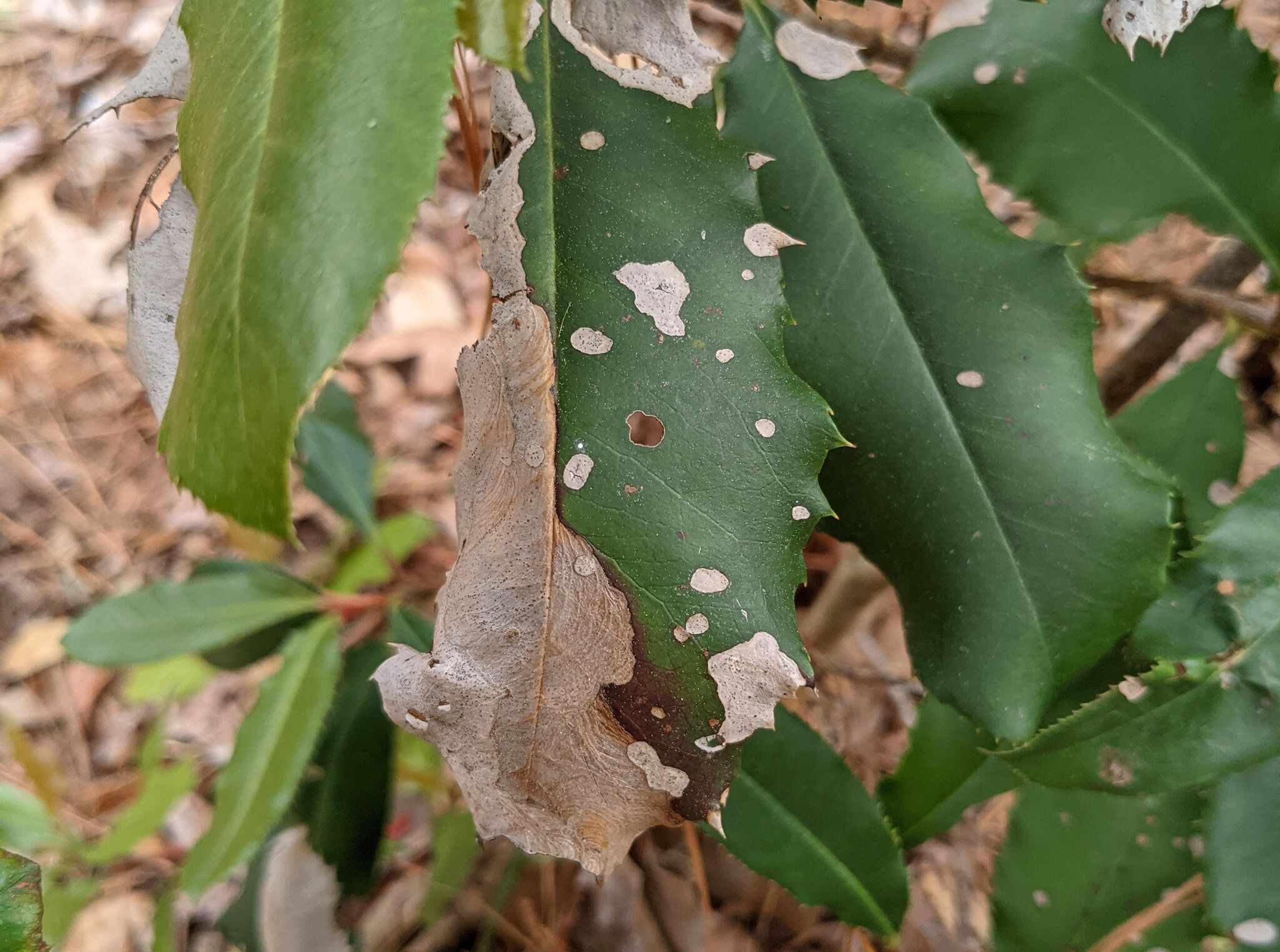 Cytospora leucostoma