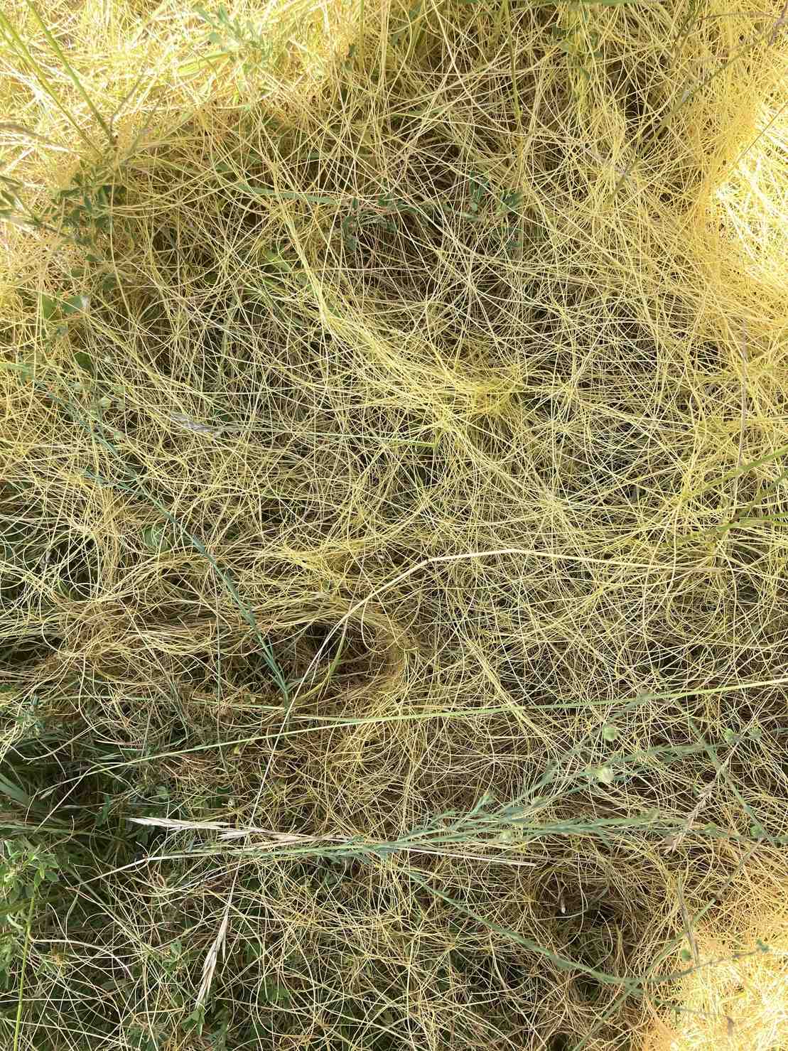 Cuscuta epilinum