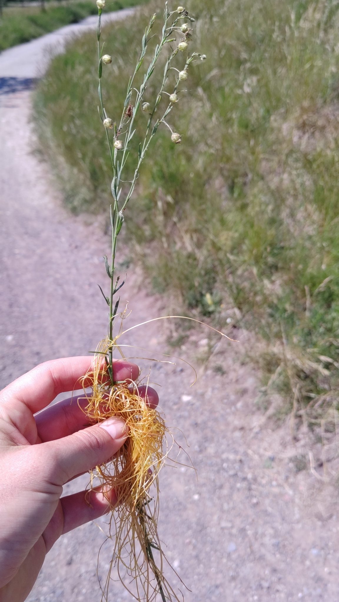 Cuscuta epilinum