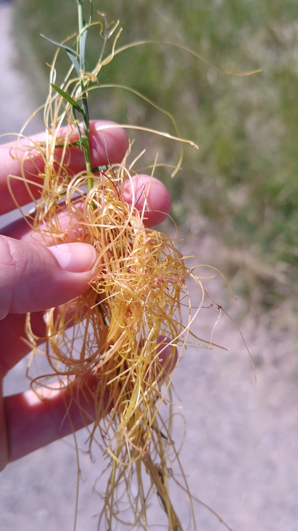 Cuscuta epilinum