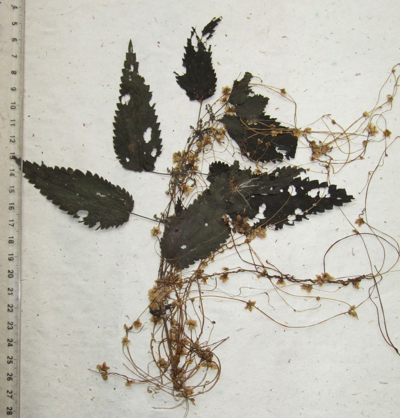Cuscuta epilinum