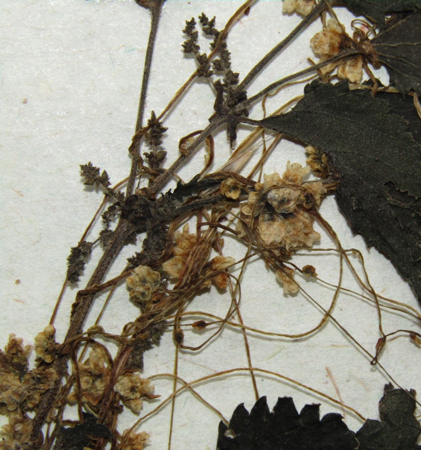 Cuscuta epilinum