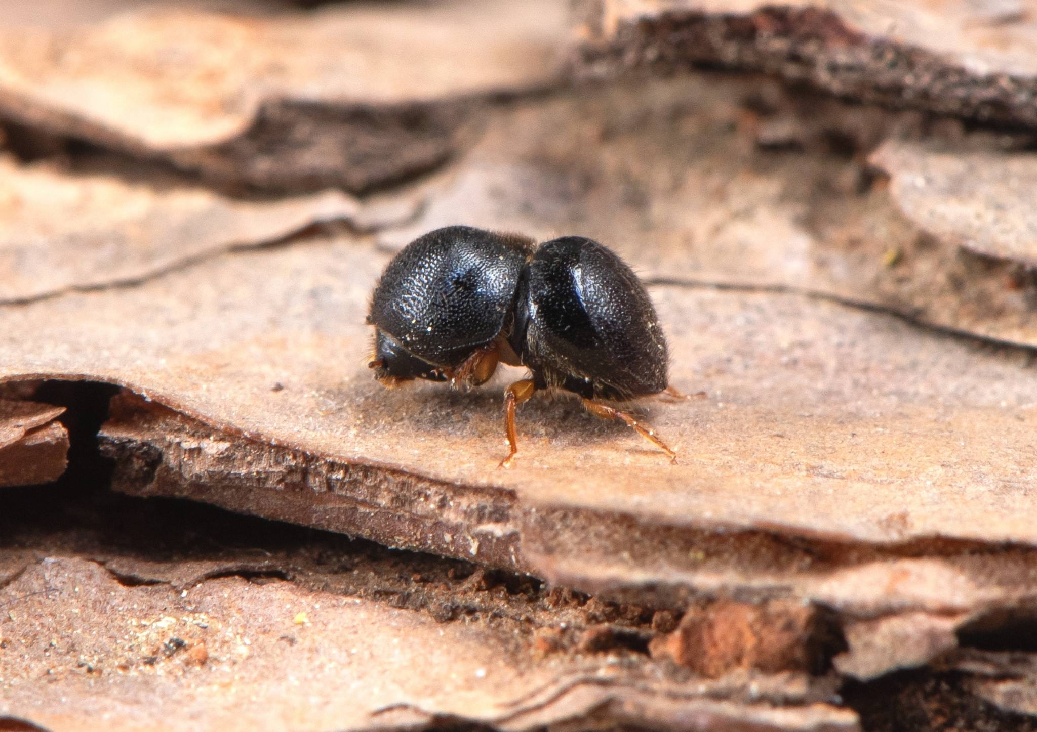 Cnestus mutilatus