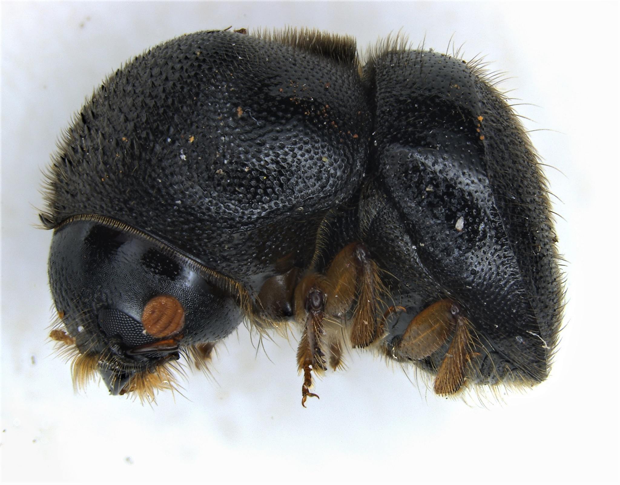 Cnestus mutilatus