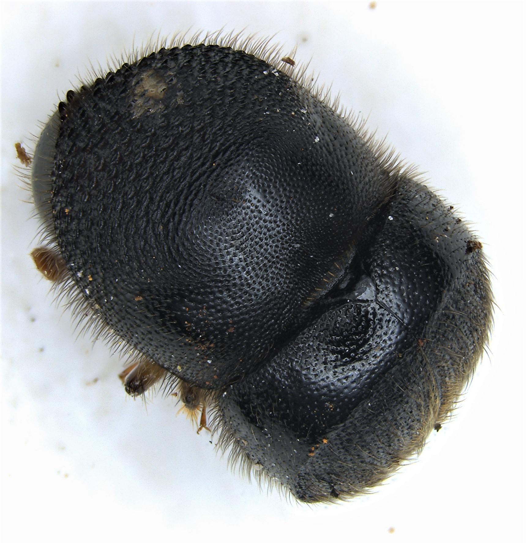 Cnestus mutilatus
