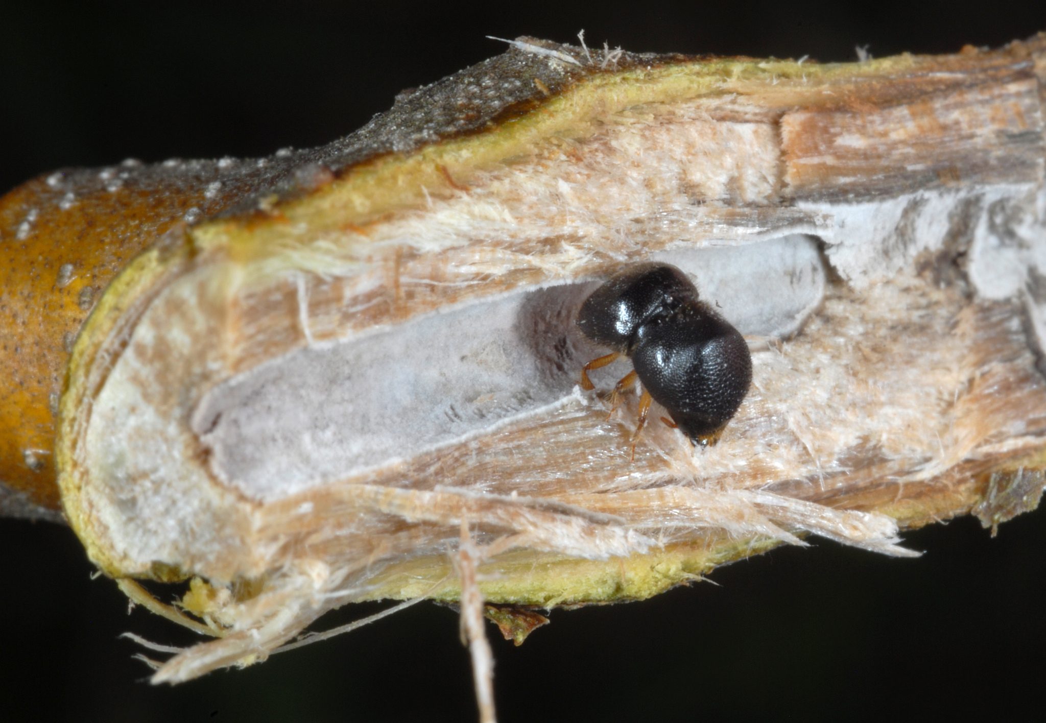 Cnestus mutilatus