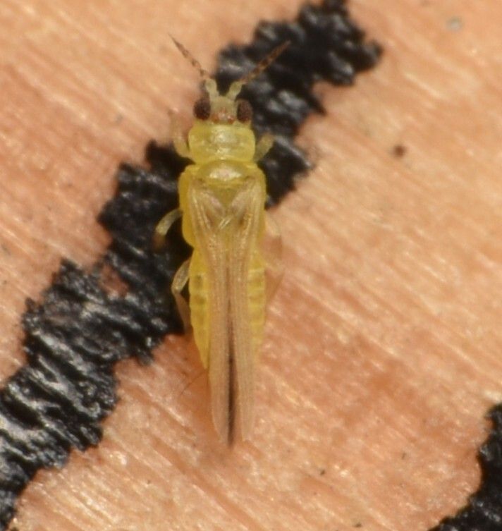 Drepanothrips reuteri