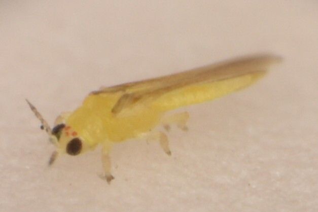 Drepanothrips reuteri