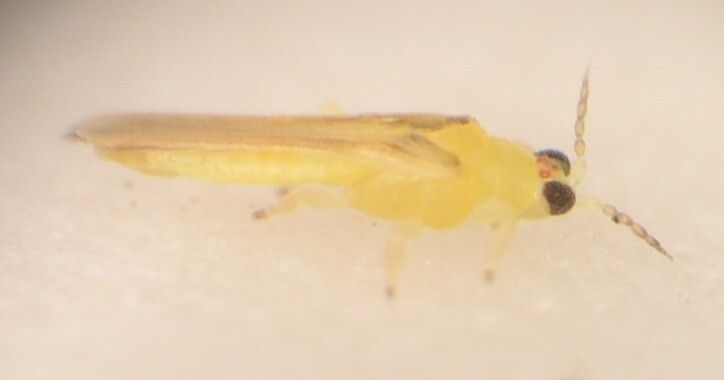 Drepanothrips reuteri
