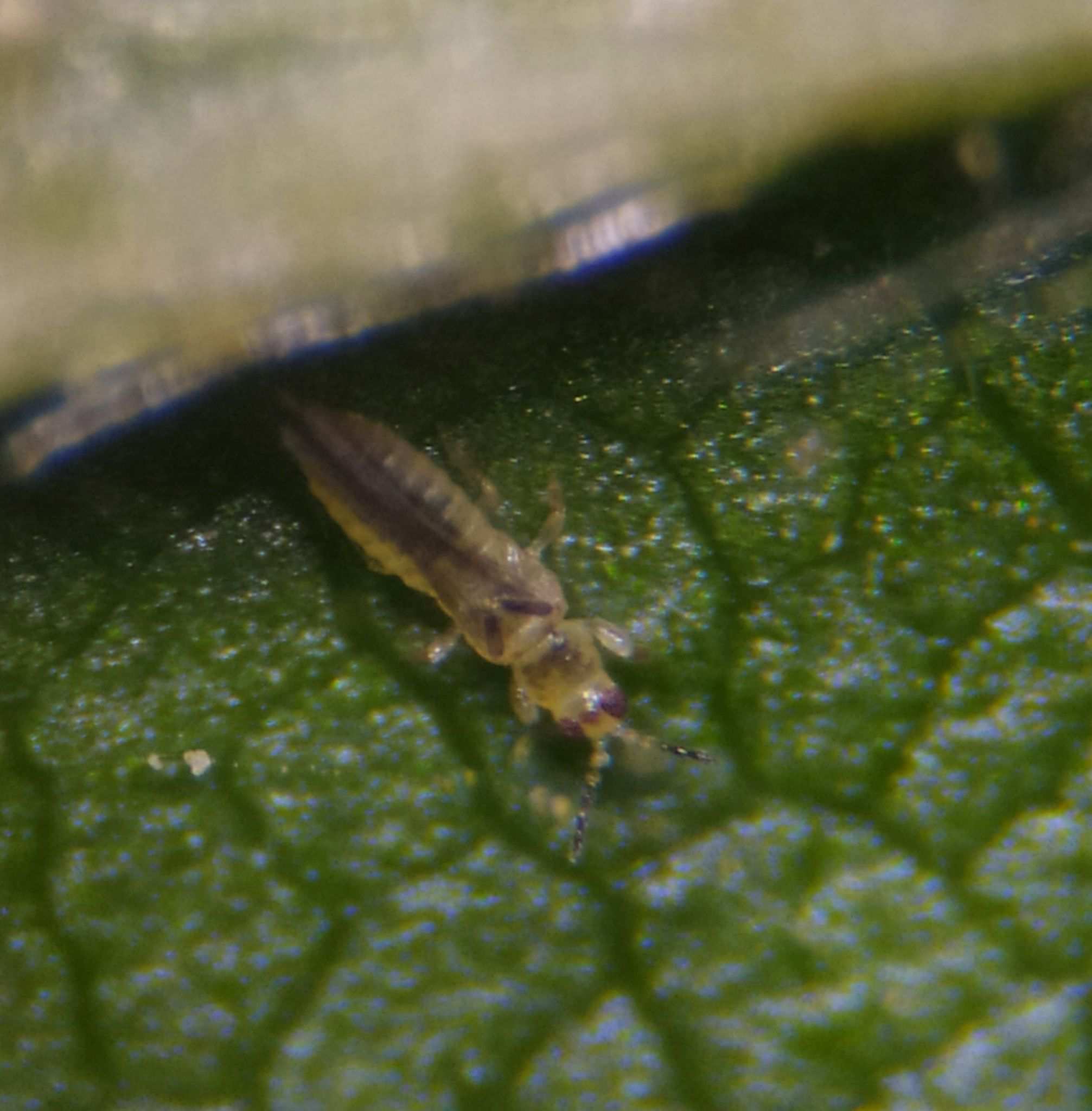 Drepanothrips reuteri