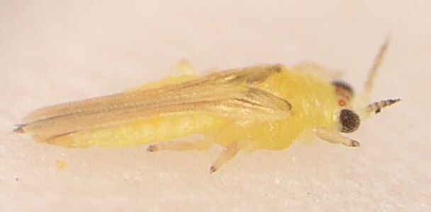Drepanothrips reuteri