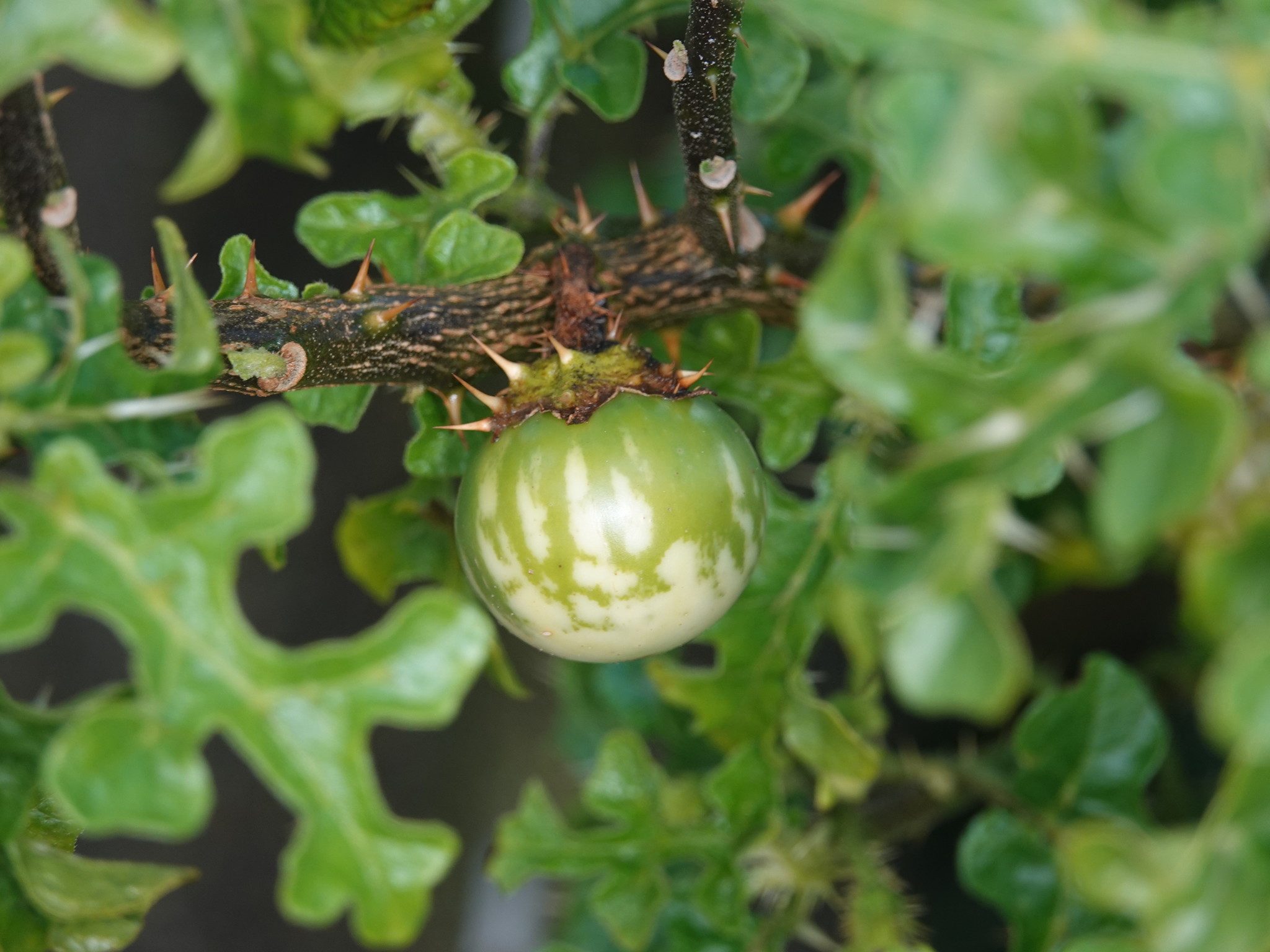 Solanum linnaeanum