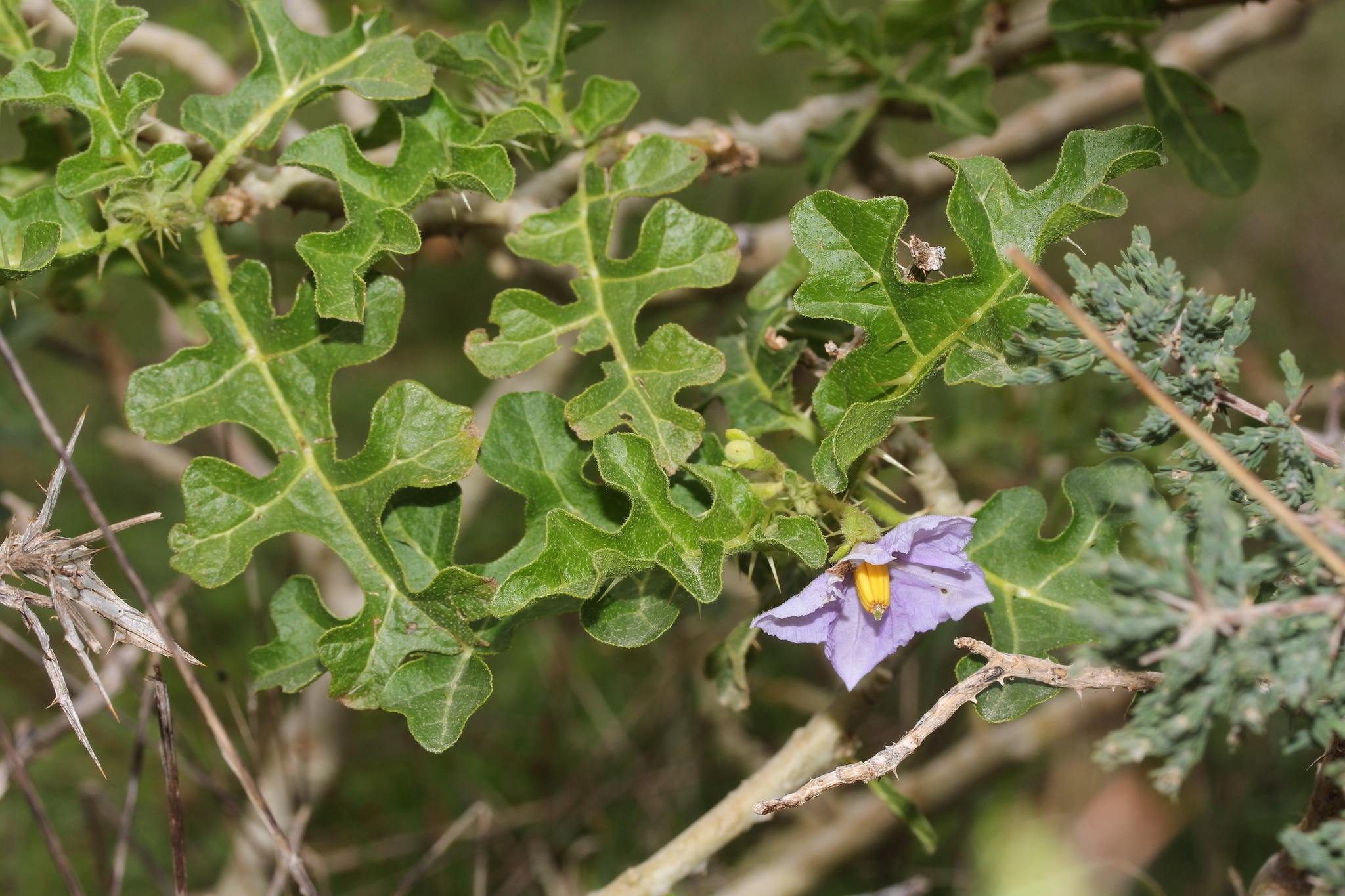 Solanum linnaeanum