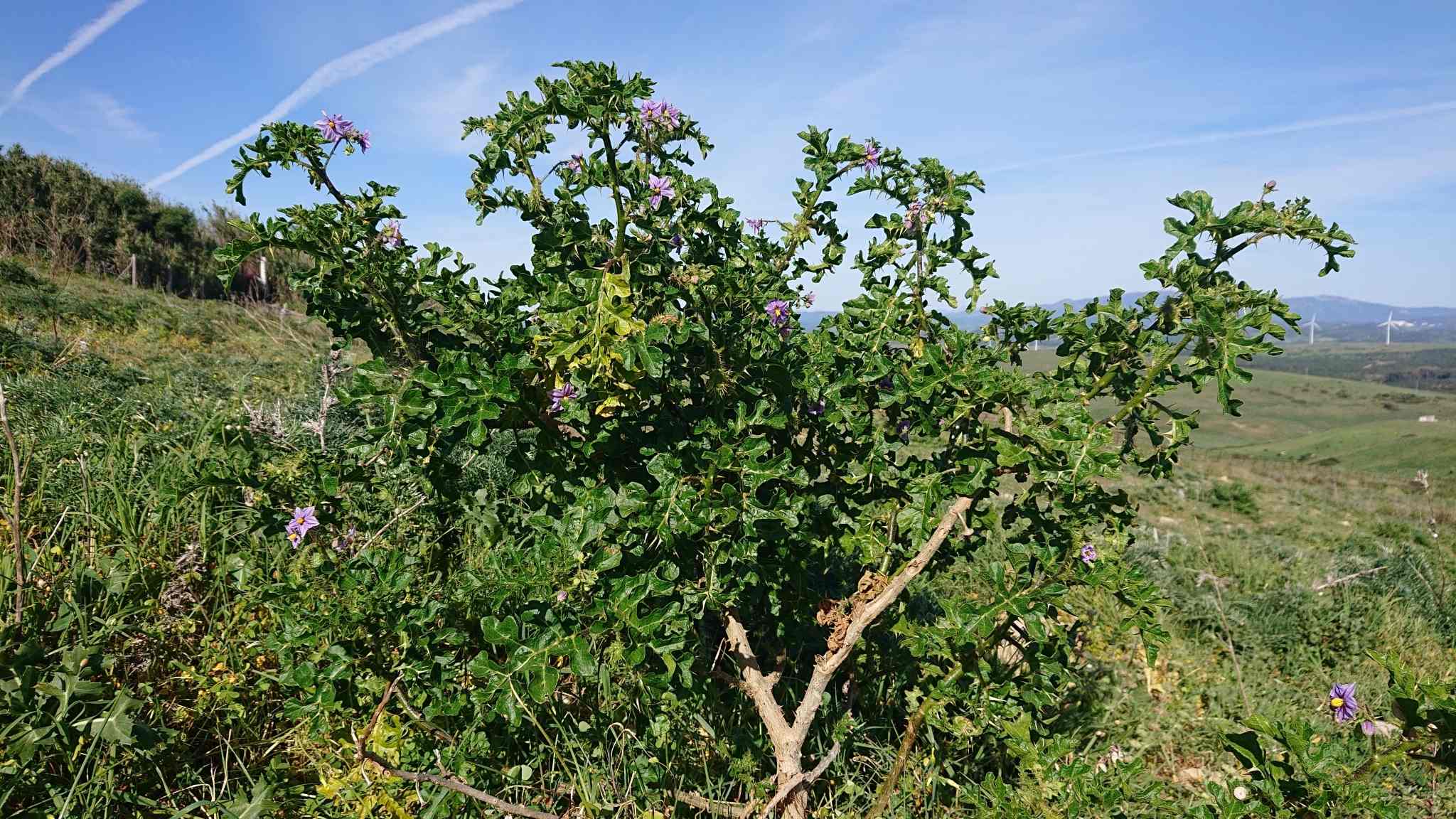 Solanum linnaeanum