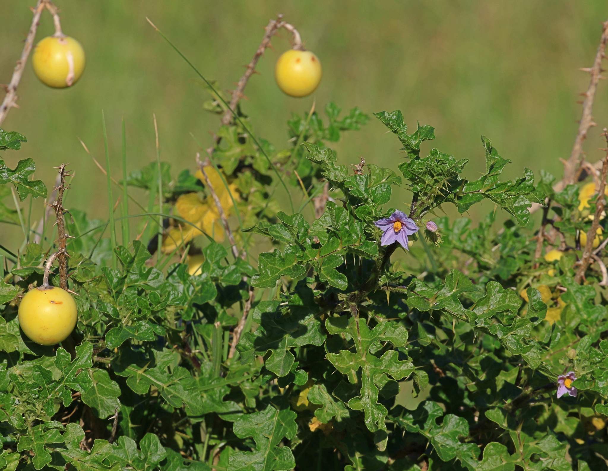 Solanum linnaeanum