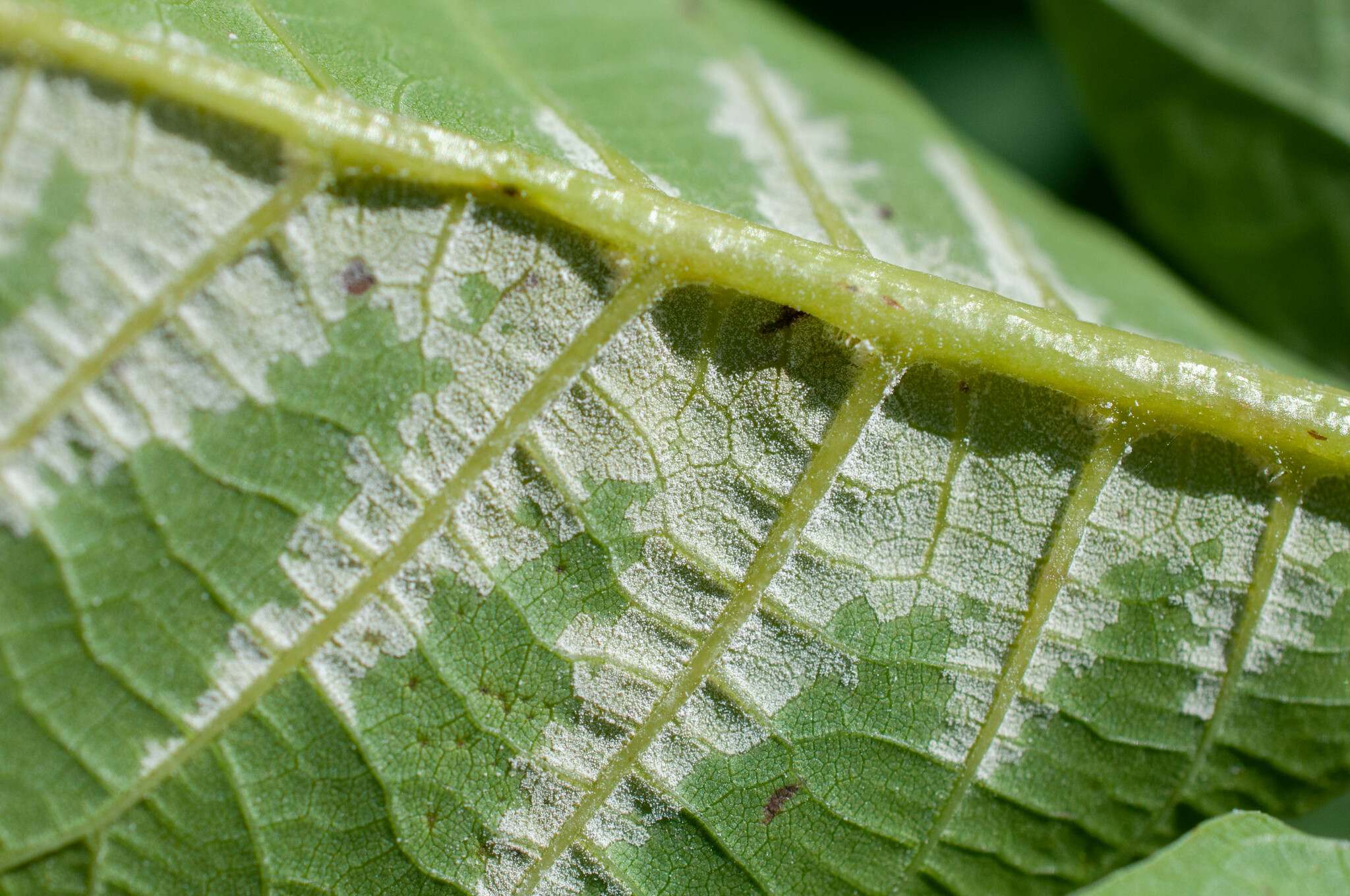 Pseudomicrostroma juglandis
