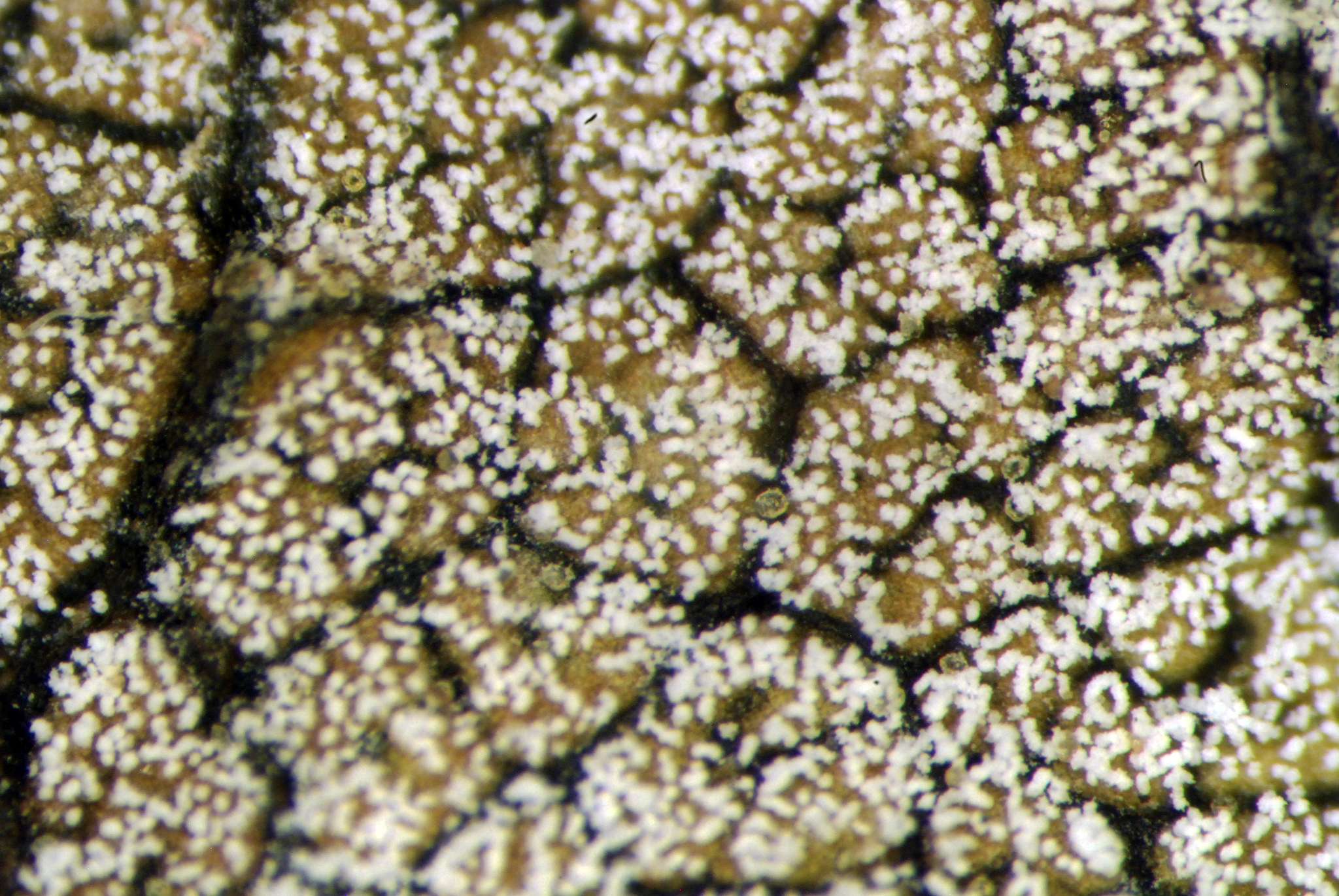 Pseudomicrostroma juglandis