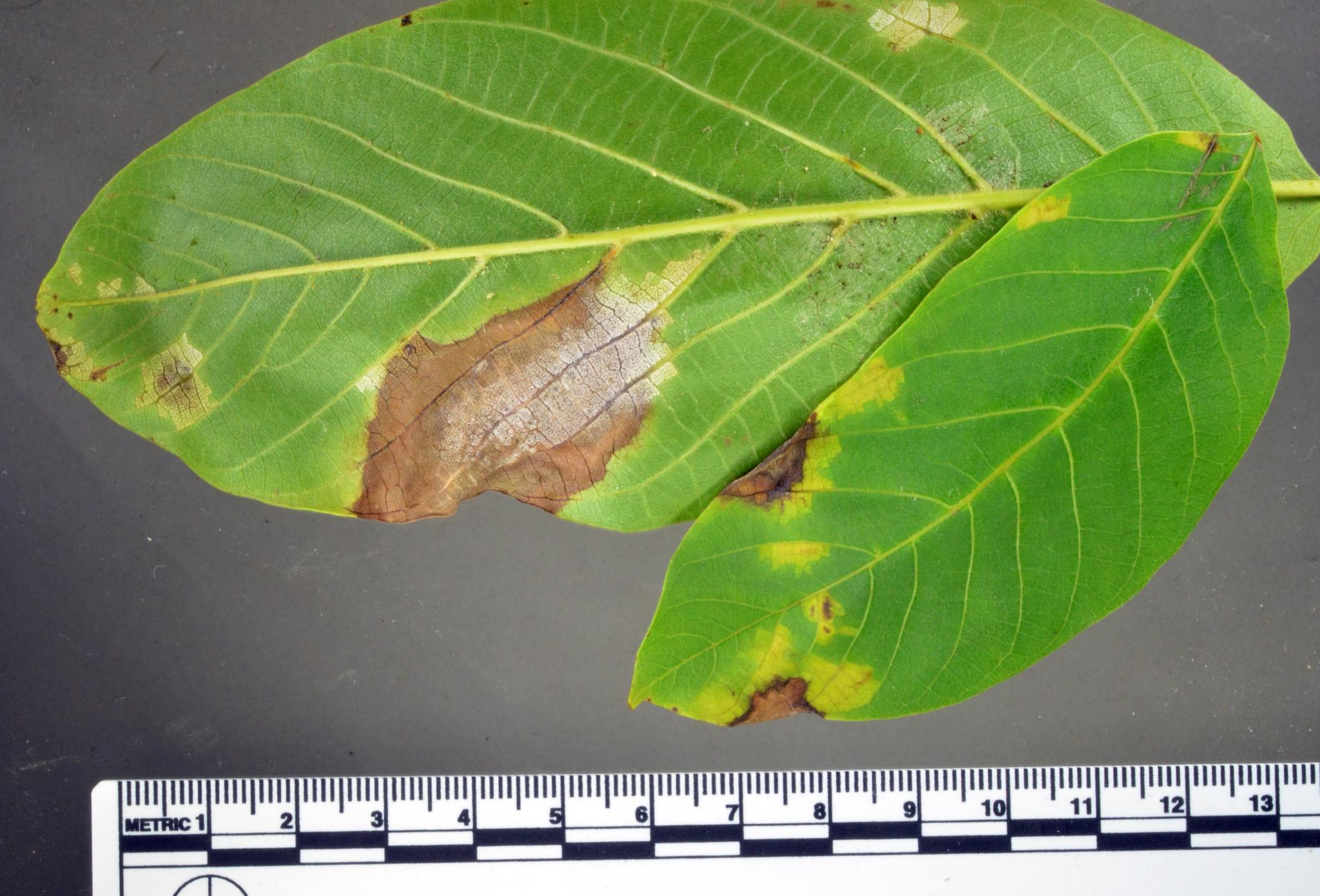 Pseudomicrostroma juglandis