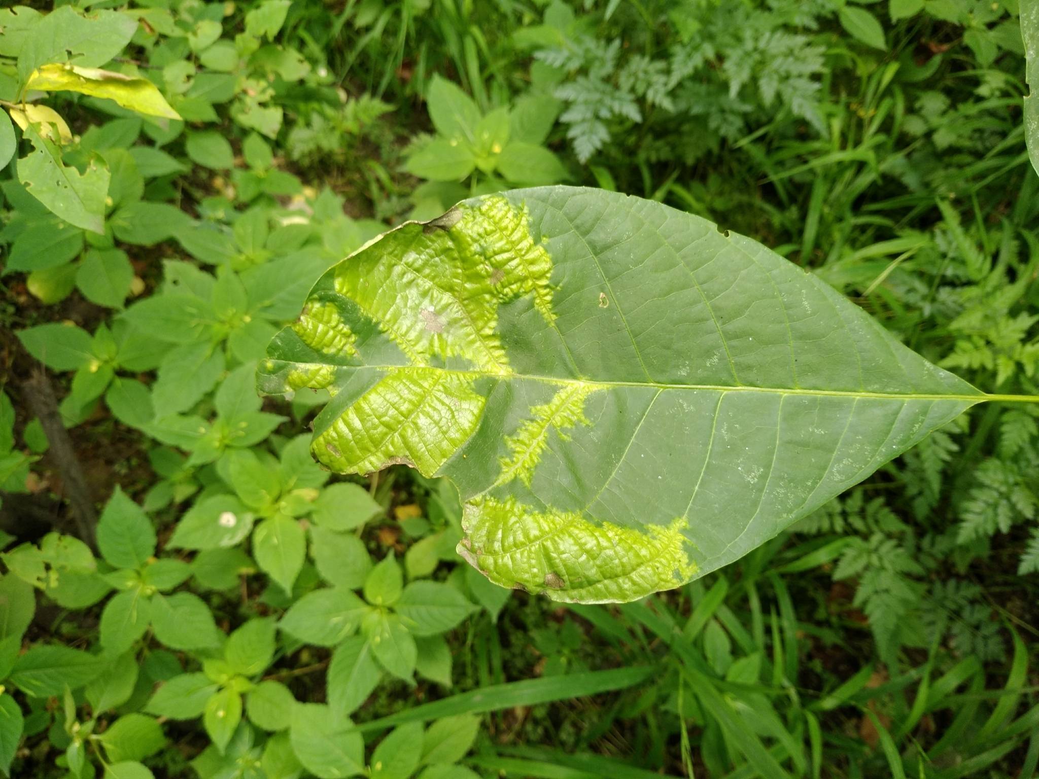 Pseudomicrostroma juglandis