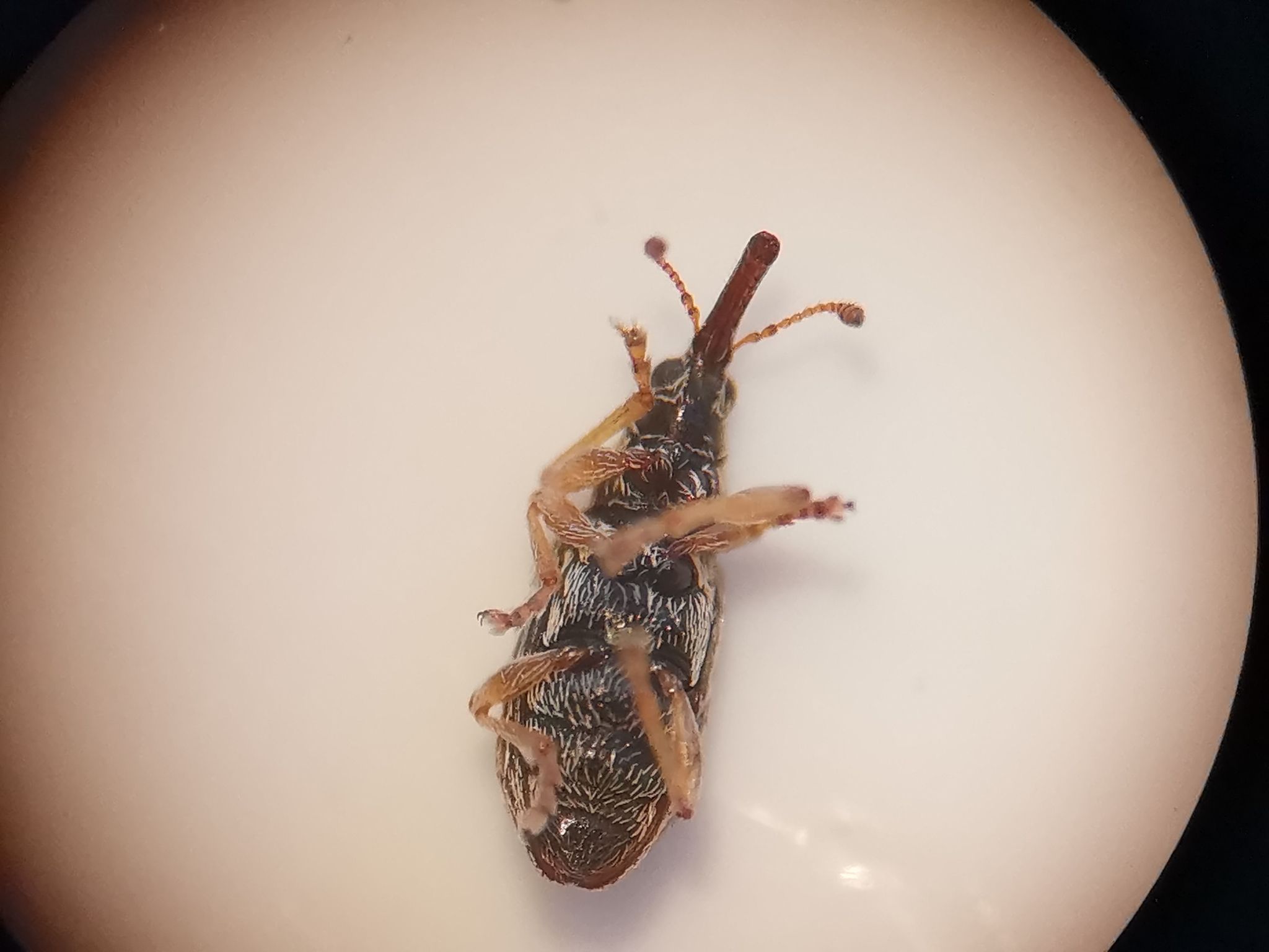 Taeniapion urticarium