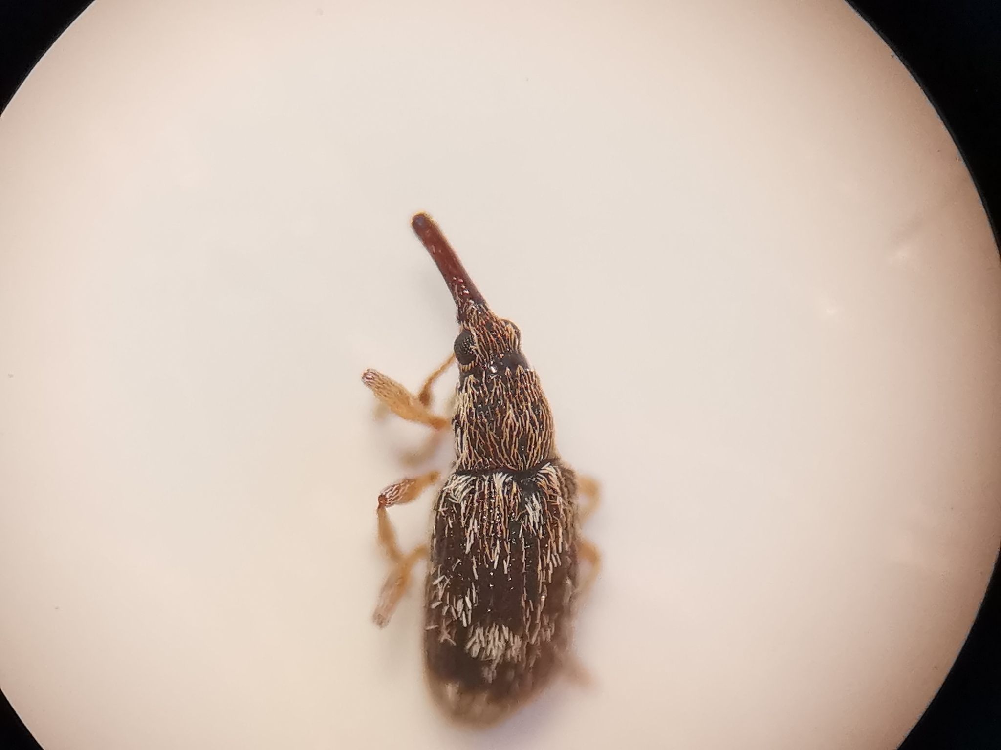 Taeniapion urticarium