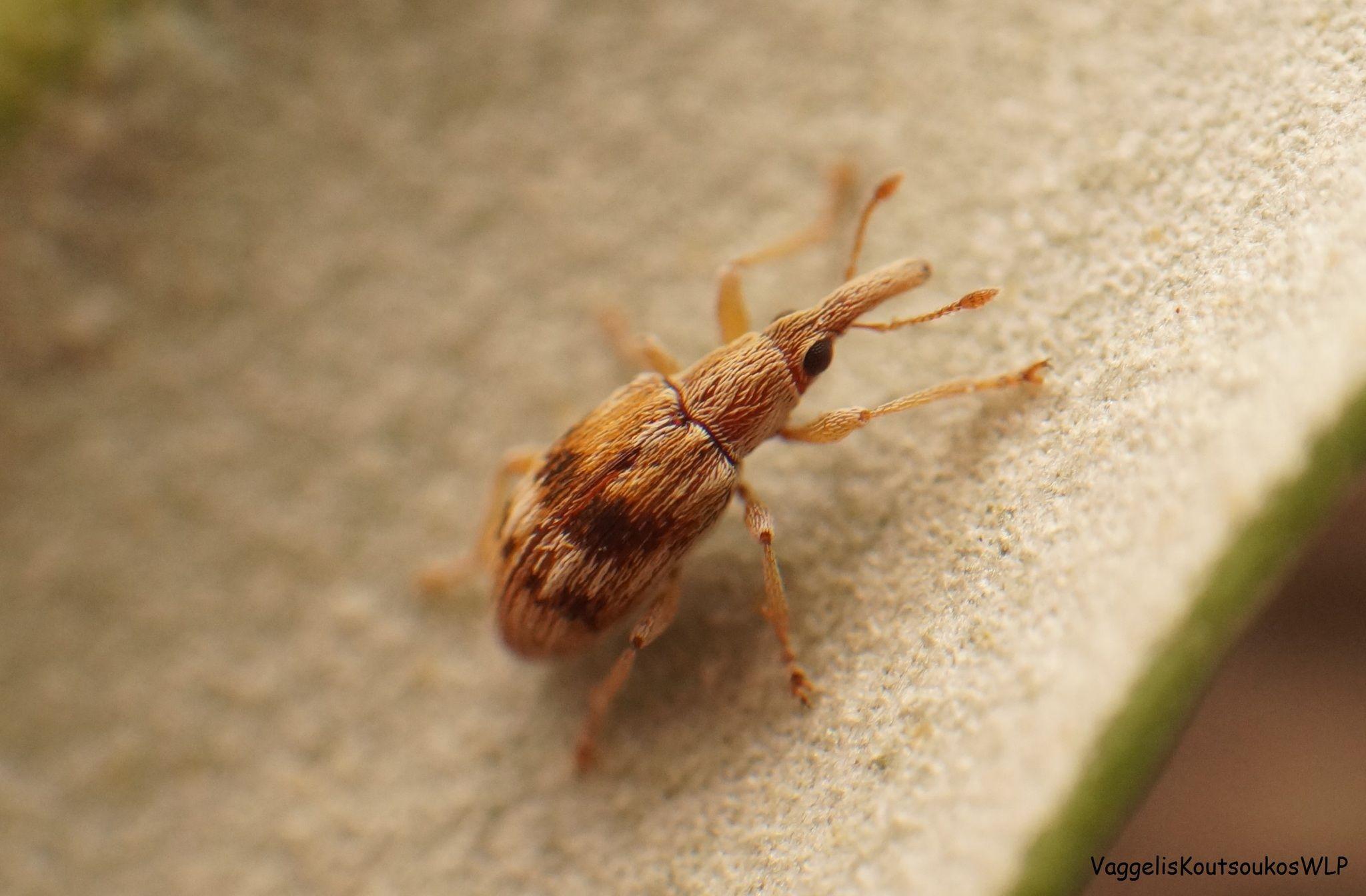 Taeniapion urticarium