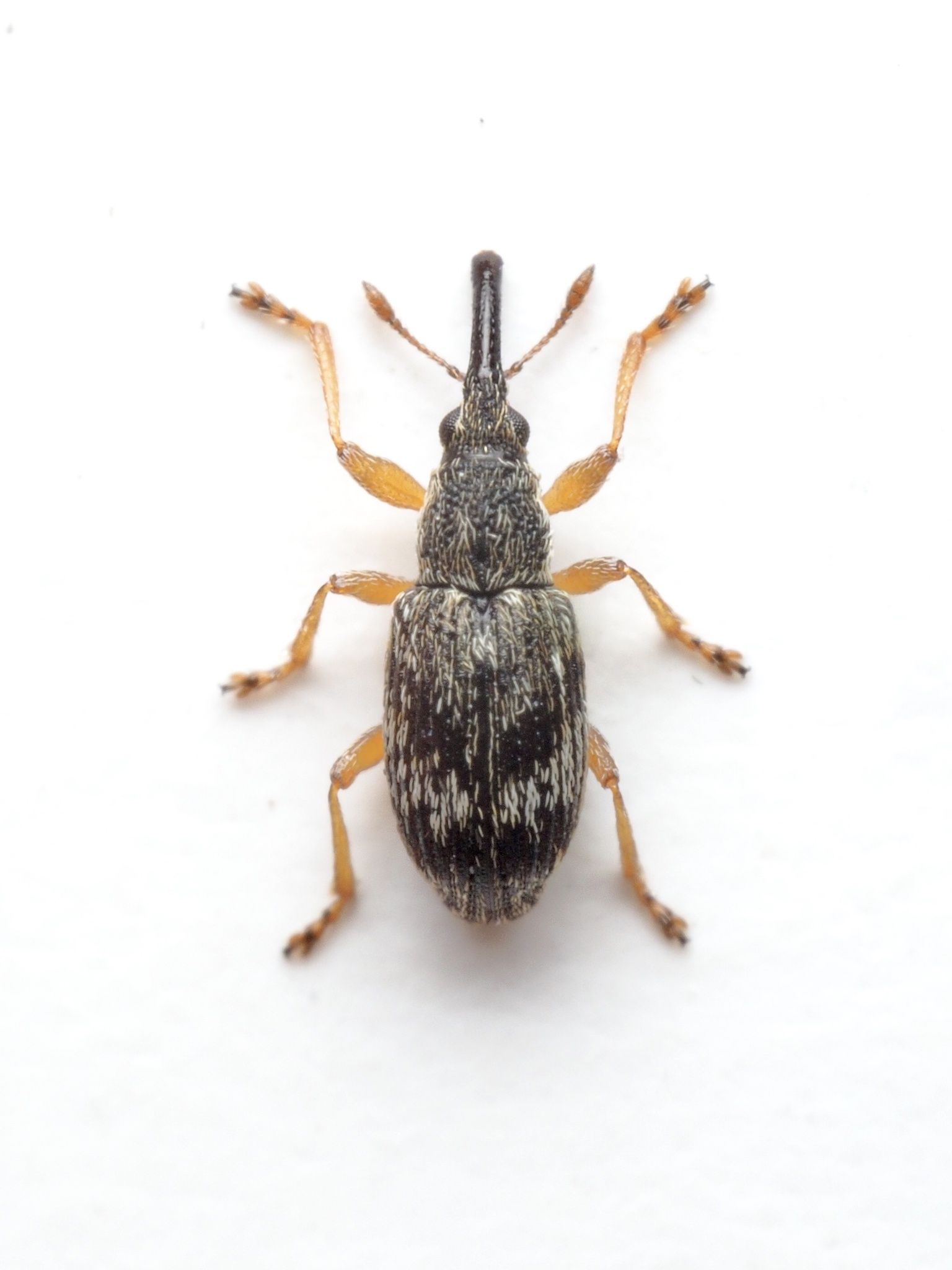 Taeniapion urticarium