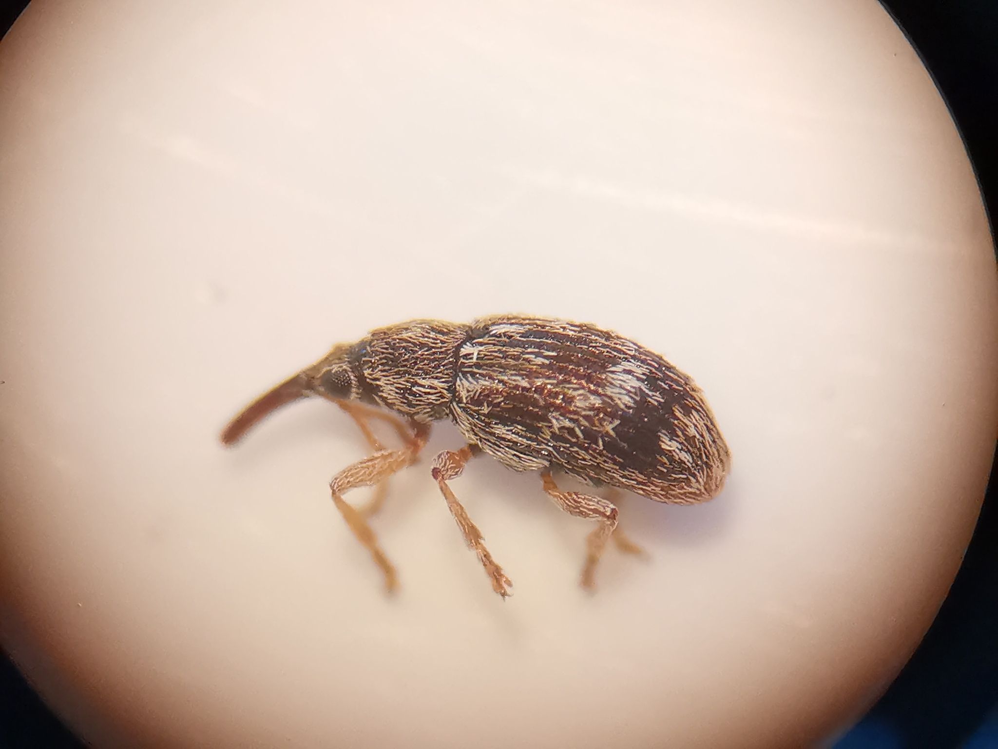 Taeniapion urticarium