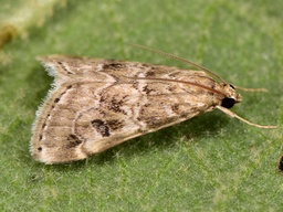 Hellula undalis
