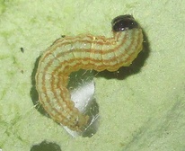 Hellula undalis