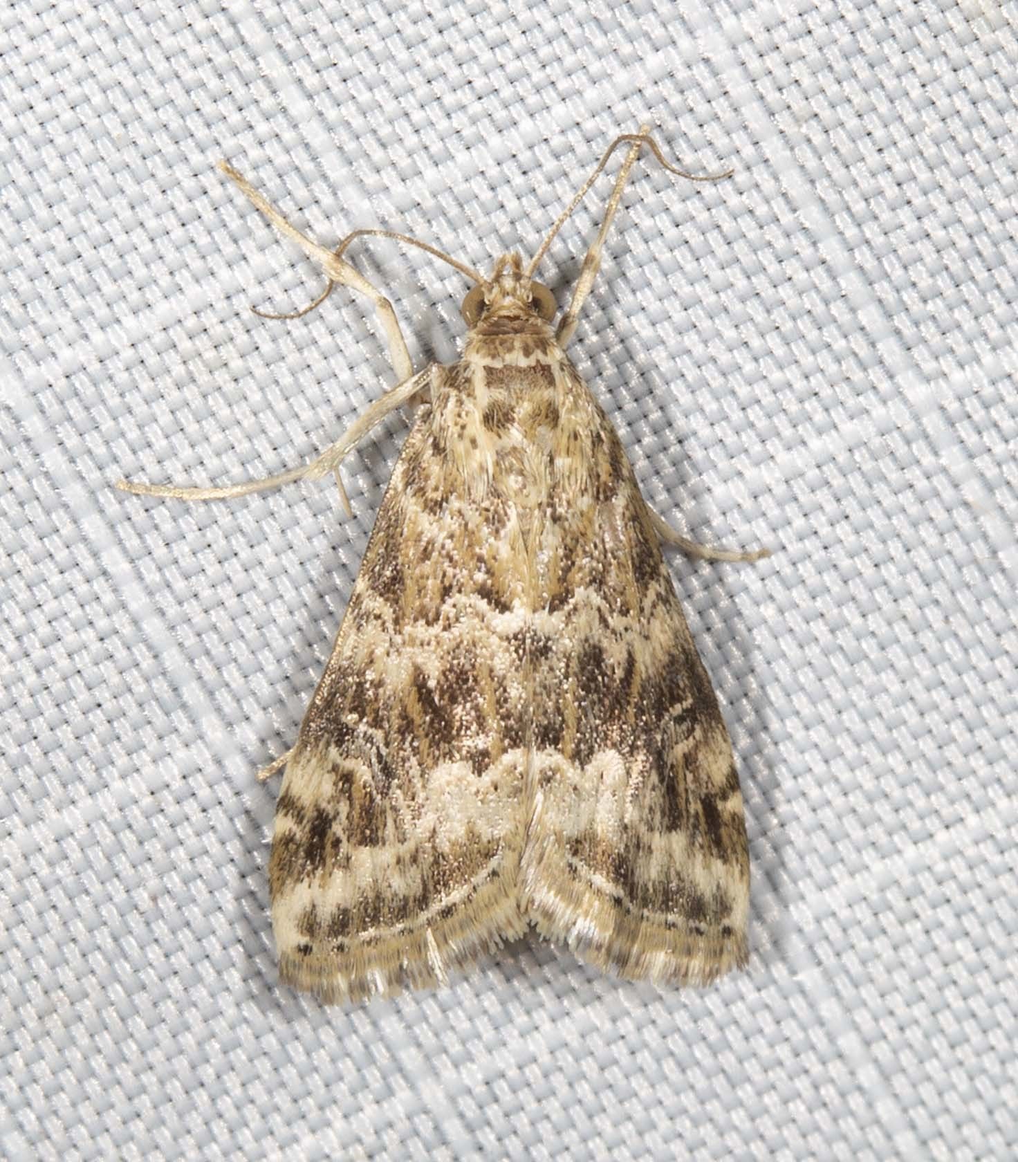 Hellula undalis