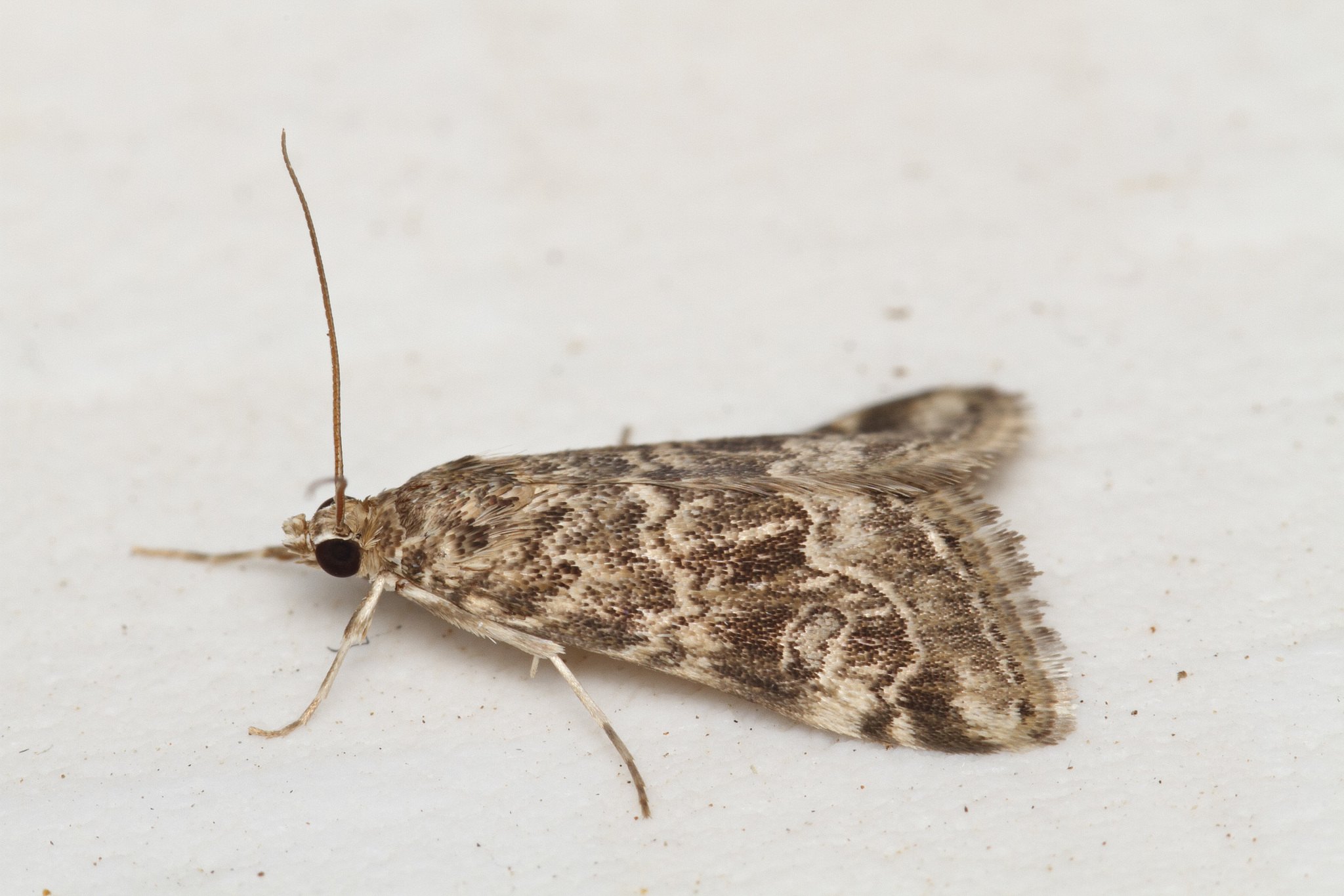 Hellula undalis
