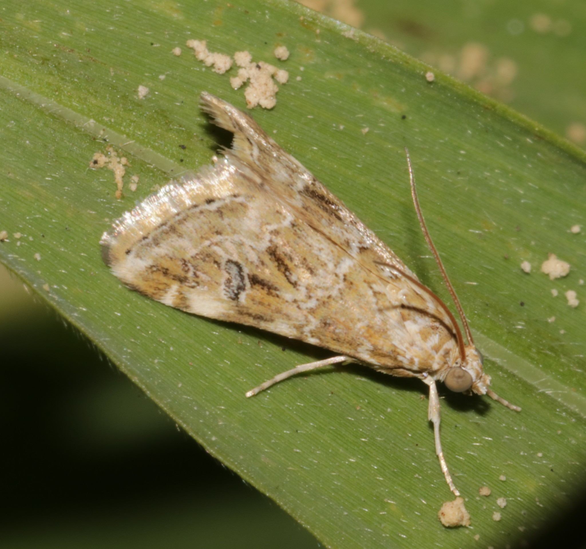 Hellula undalis