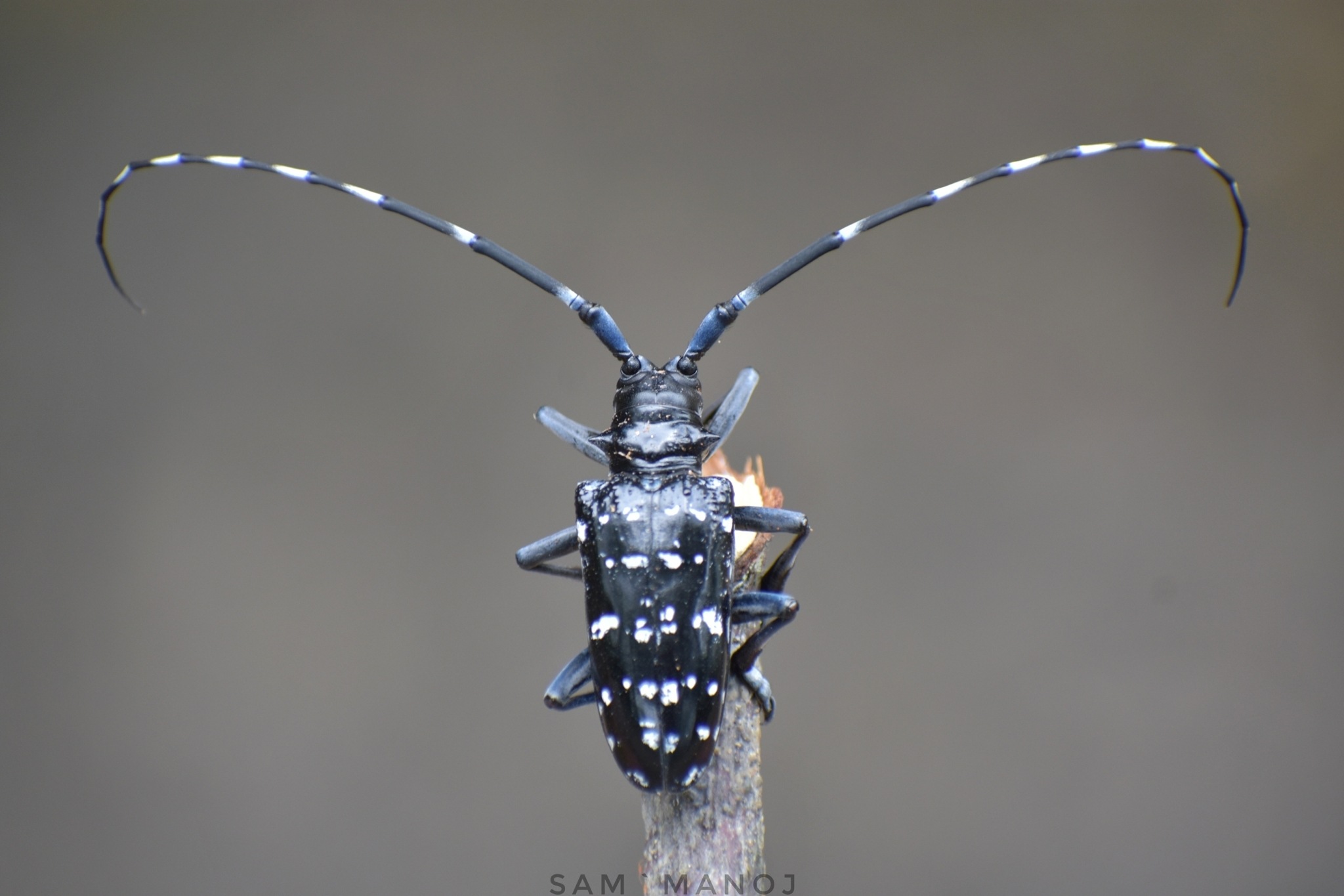 Anoplophora chinensis