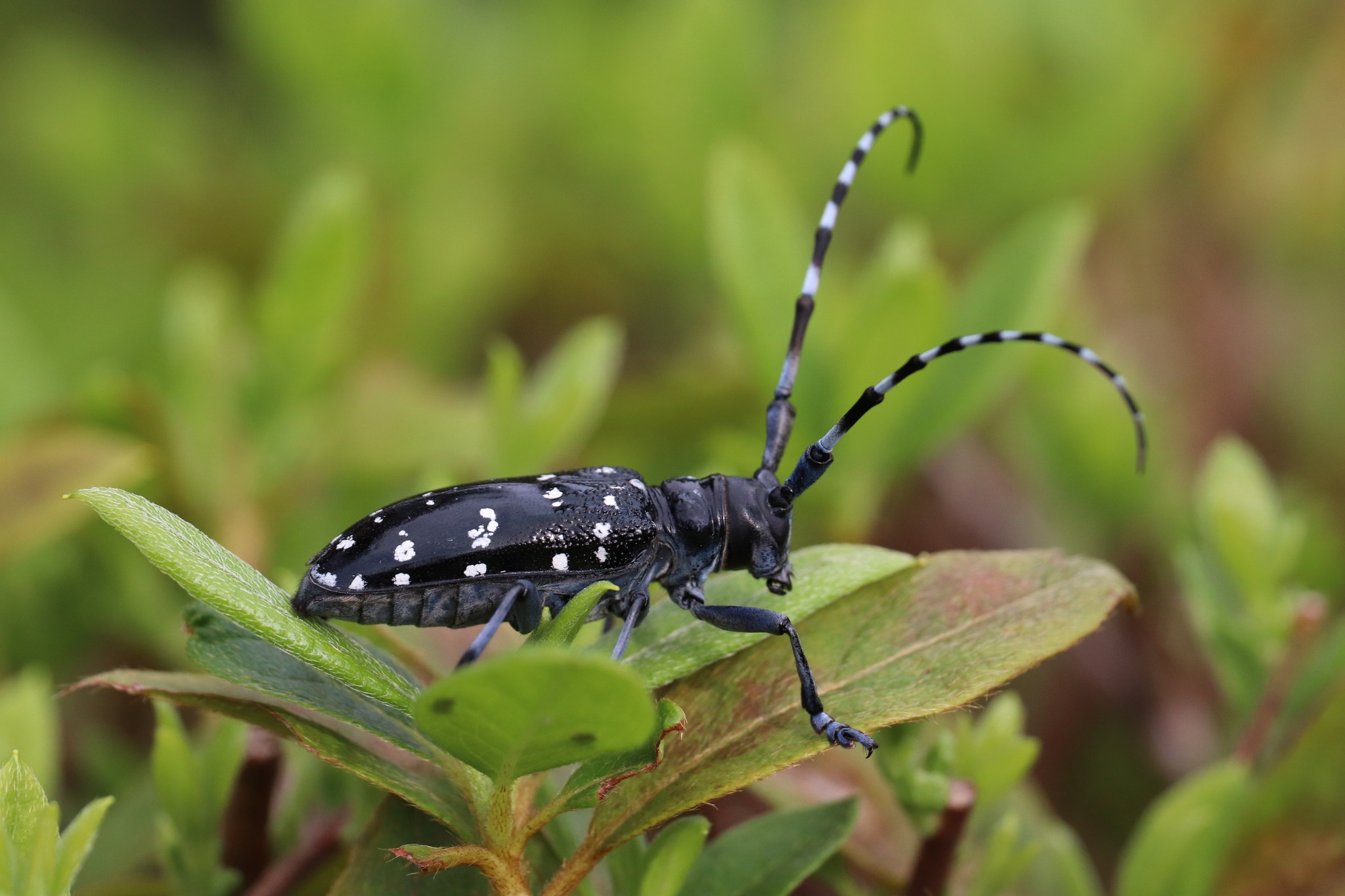 Anoplophora chinensis