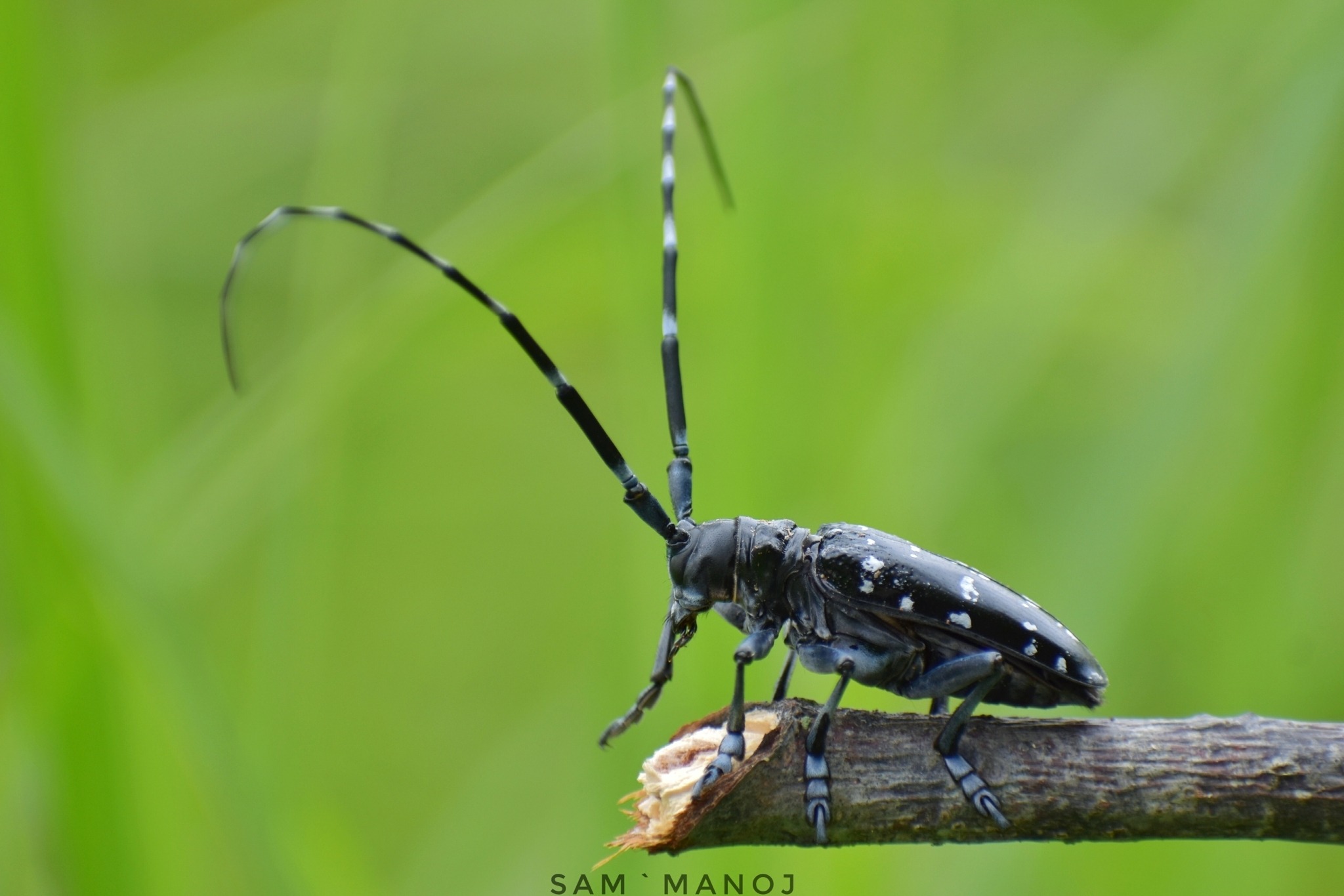 Anoplophora chinensis