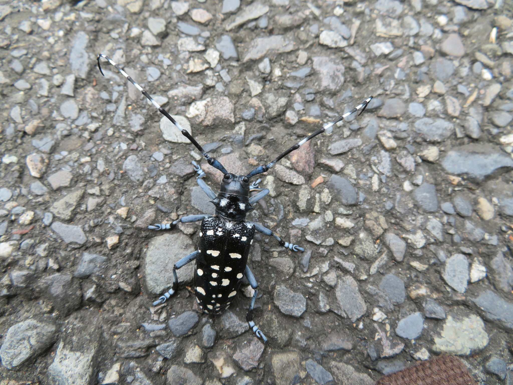 Anoplophora chinensis