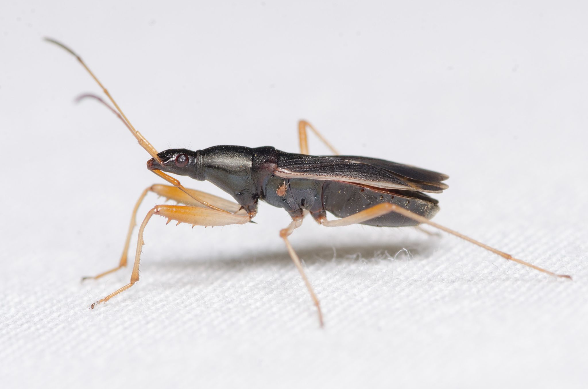 Cnemodus