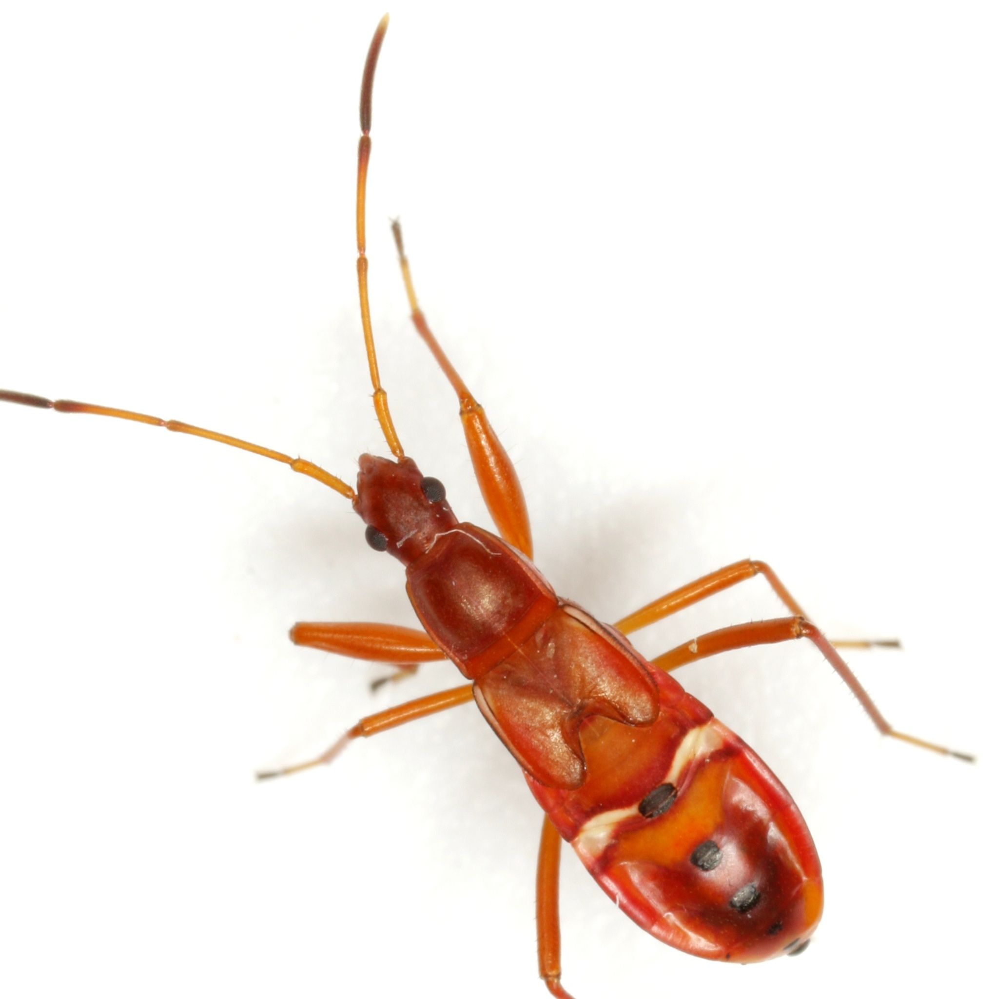 Cnemodus