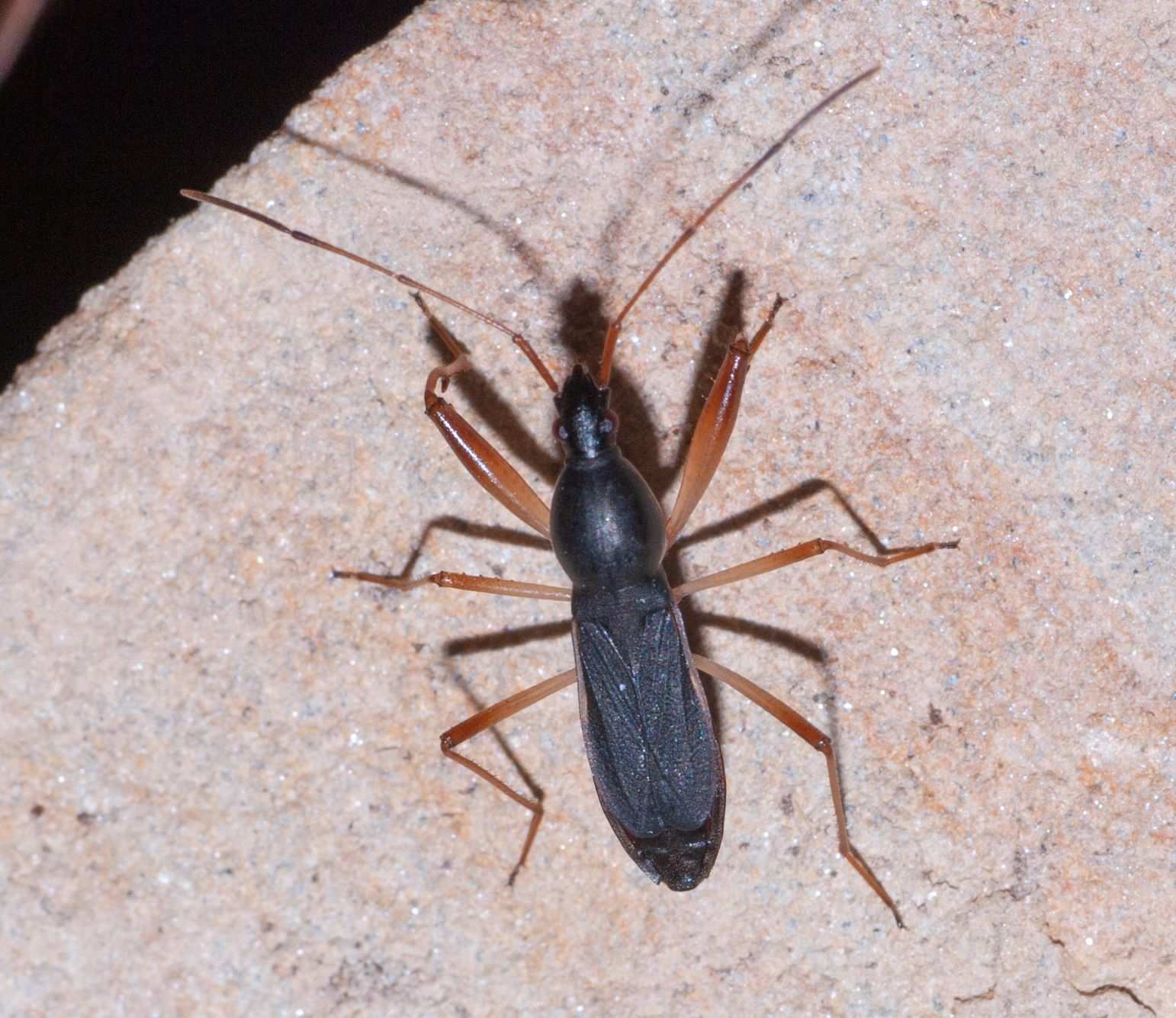 Cnemodus