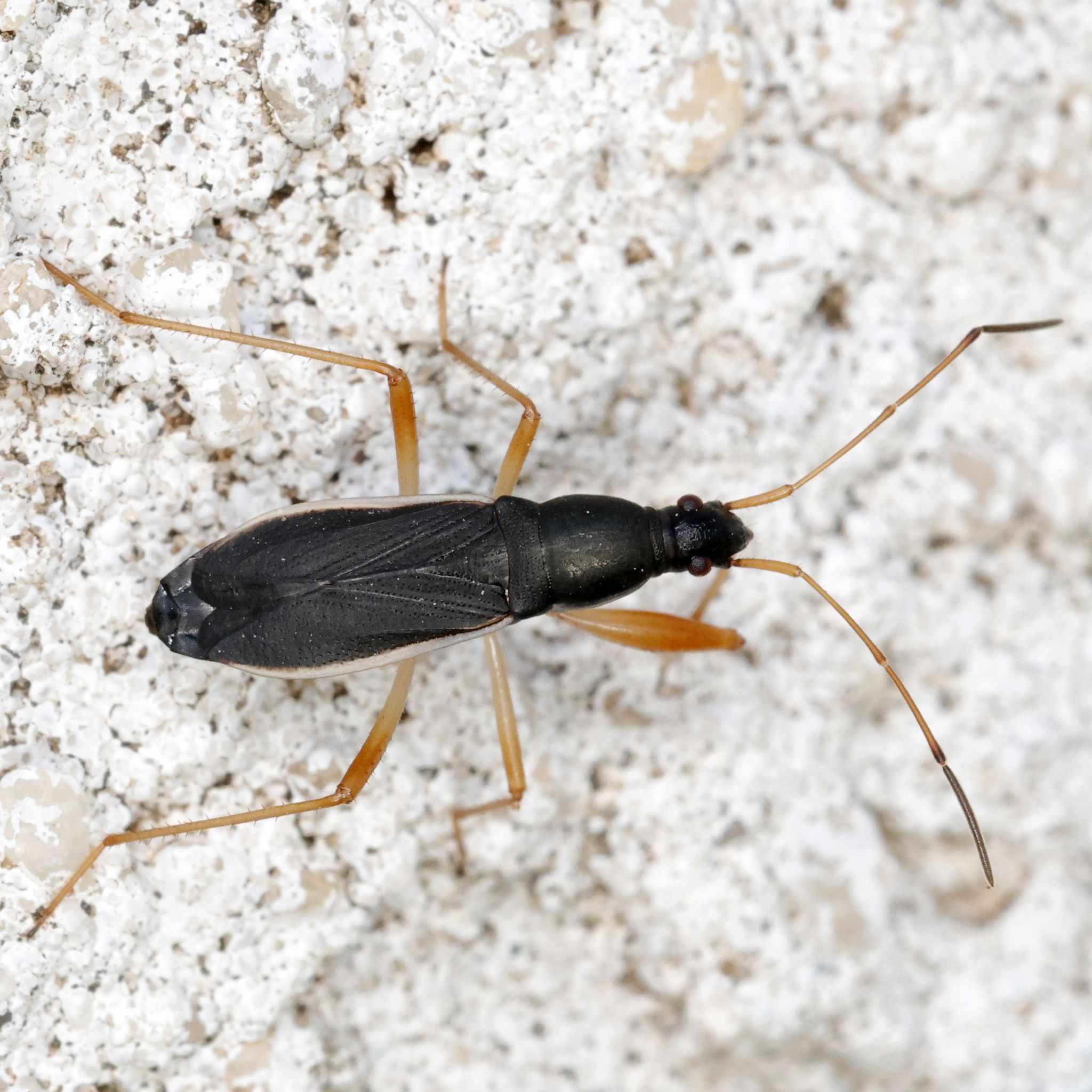 Cnemodus